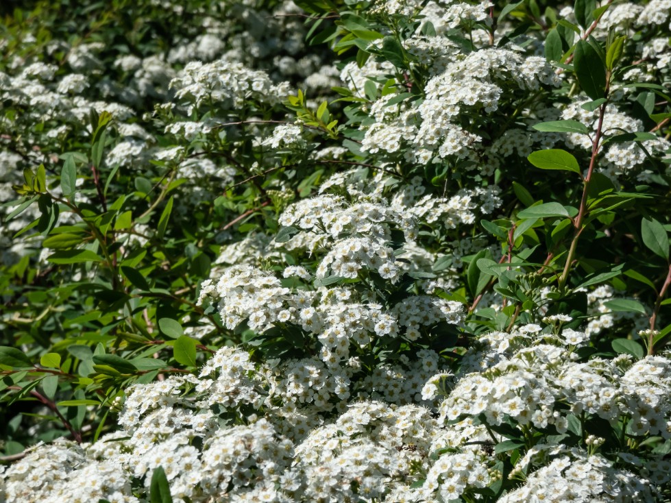 Tawuła nippońska 'Halward's Silver' (Spiraea nipponica') Doniczka 2.0L