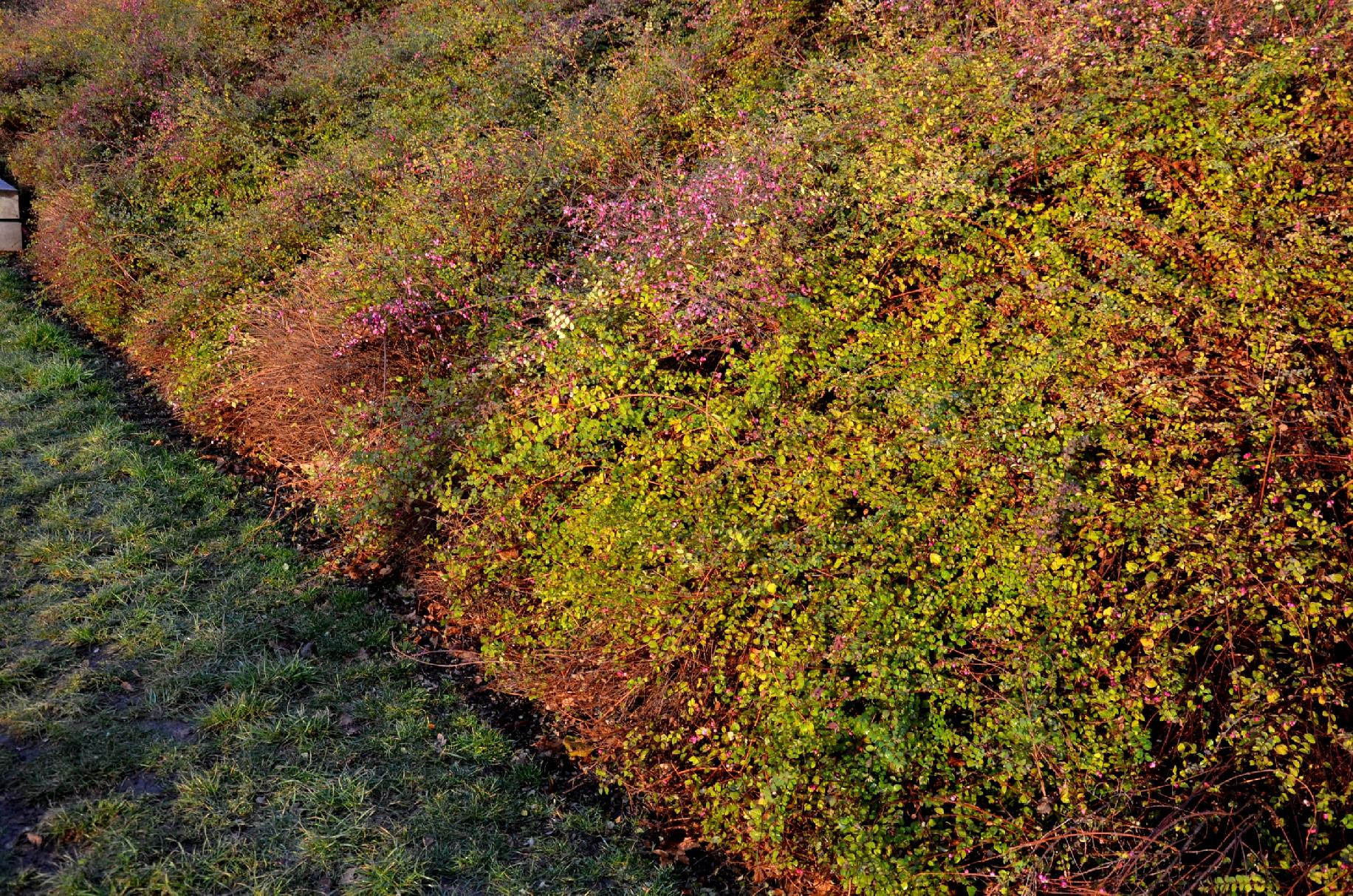Śnieguliczka Chenaulta Żółta złota (Symphoricarpos ×chenaultii) Poj. 2.0L