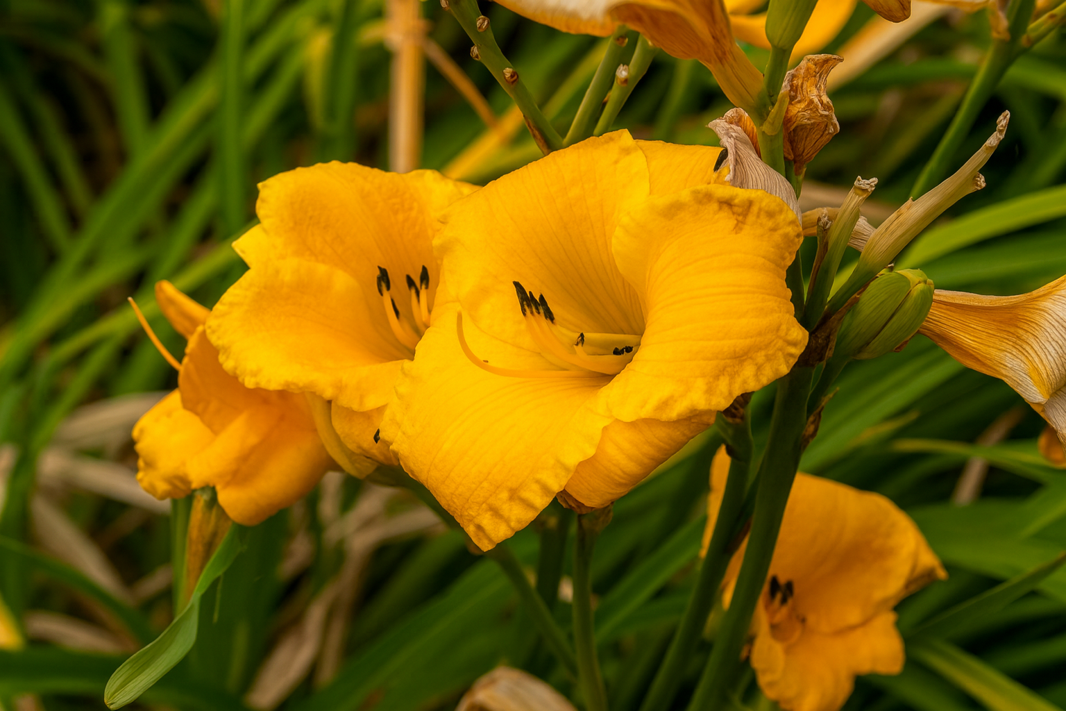 Liliowiec 'Bakabana' Żółty Miniaturowy (Hemerocallis) Doniczka 2.0L