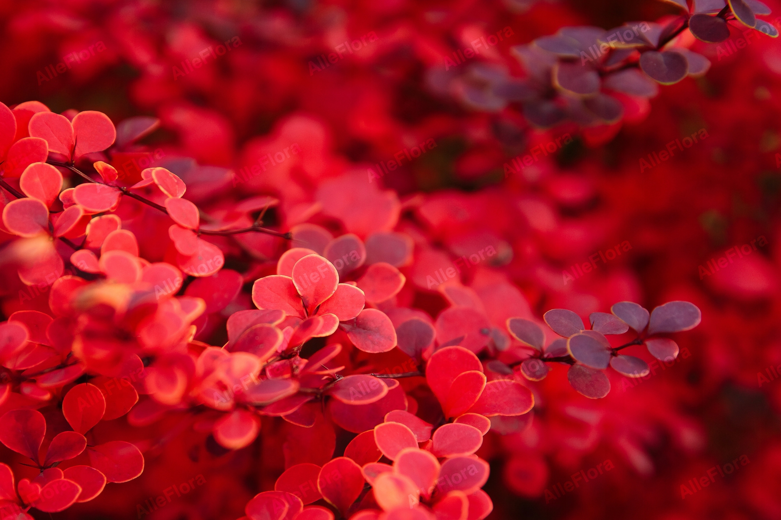 Berberys Thunberga 'Orange Pillar' (Berberis thunbergii) Poj. 1.0L