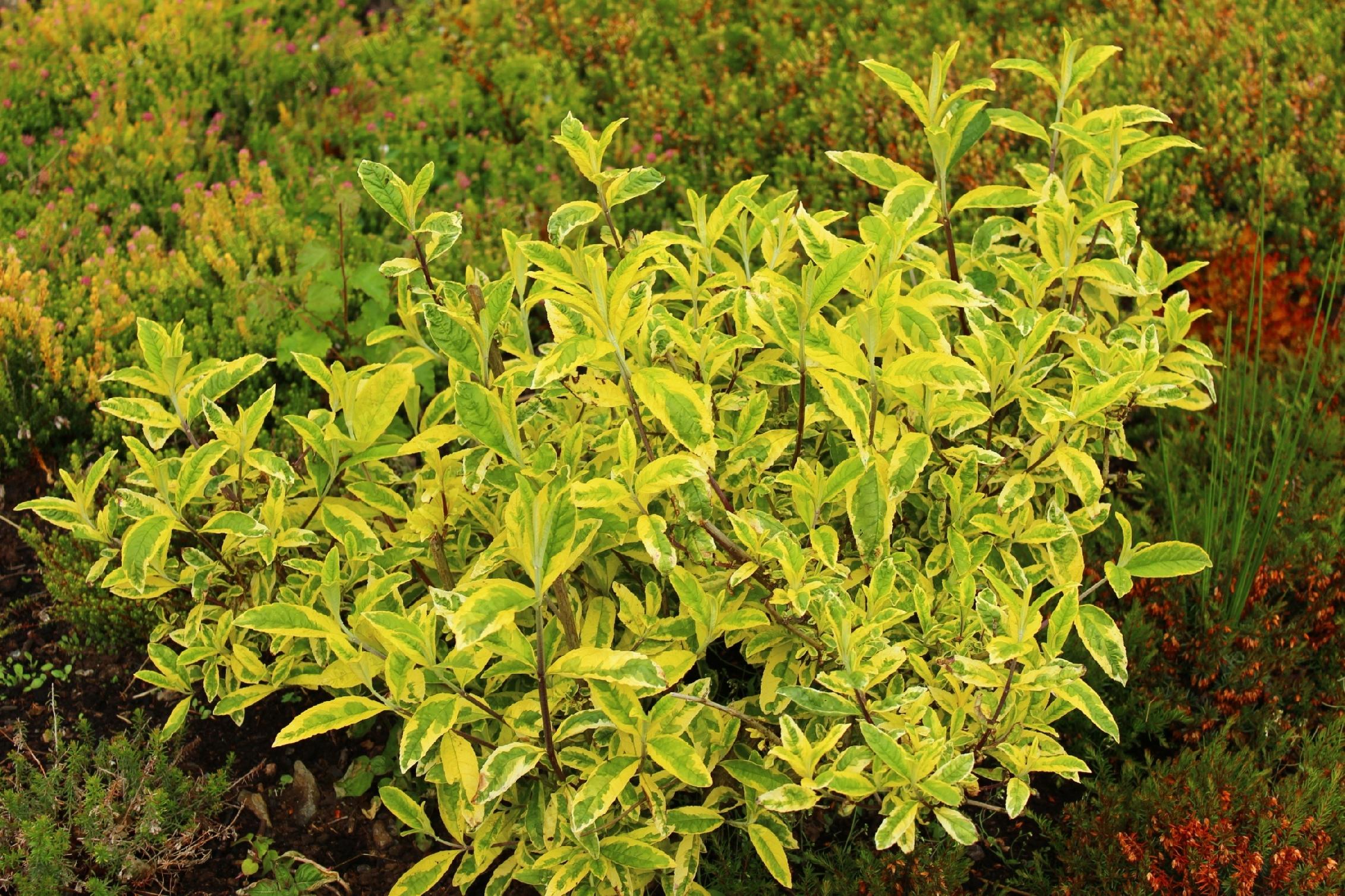 Budleja Dawida 'Santana' (Buddleja davidii) Doniczka 2.0L