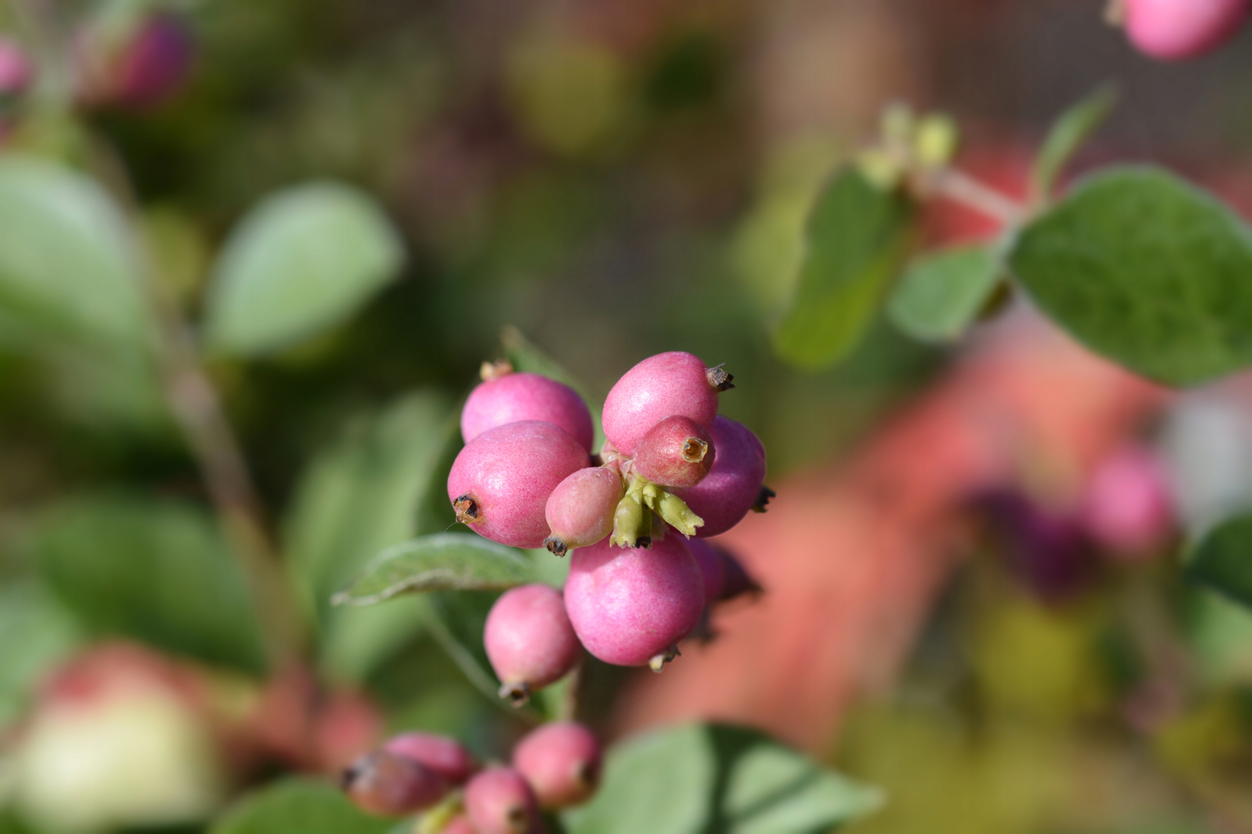 Śnieguliczka Różowa Doorenbosa 'Magic Berry' (Symphoricarpos ×doorenbosii)