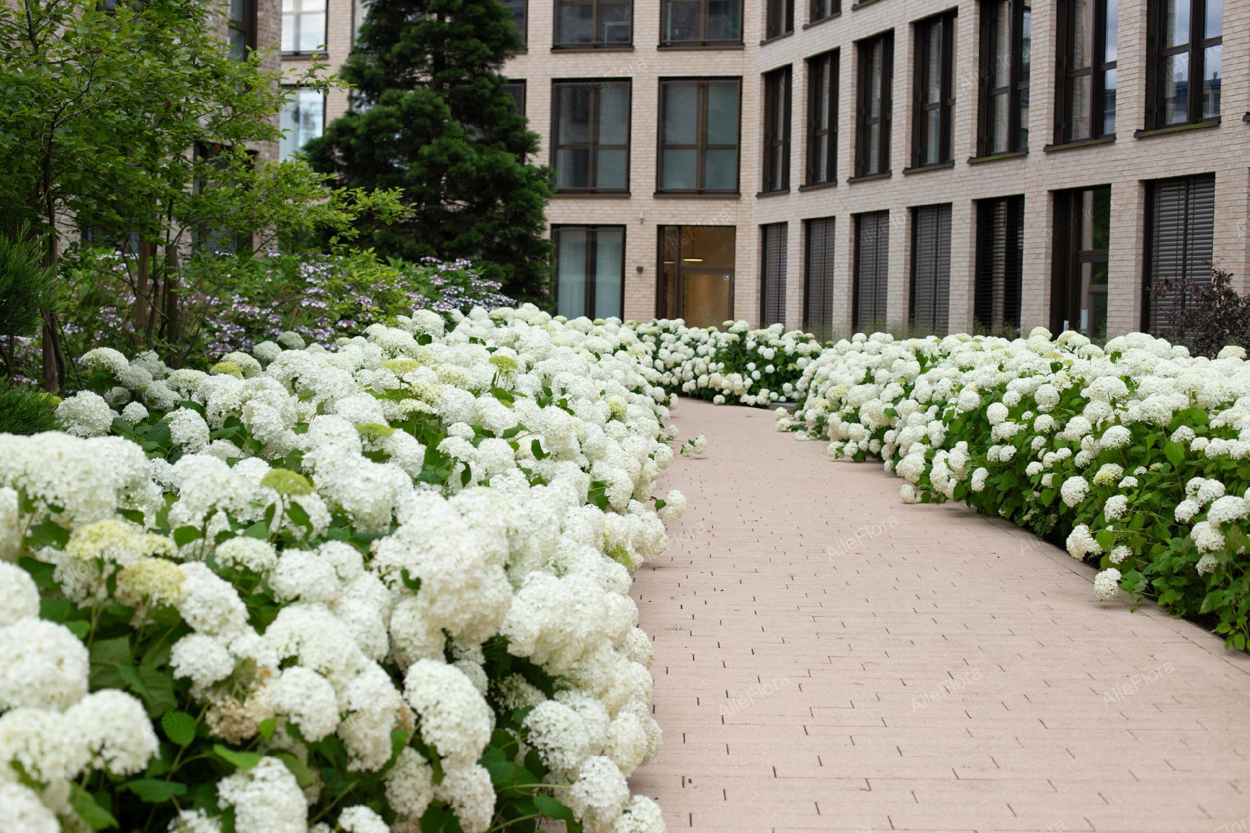 Hortensja krzewiasta 'Annabelle' (Hydrangea arborescens) Doniczka 2.0L