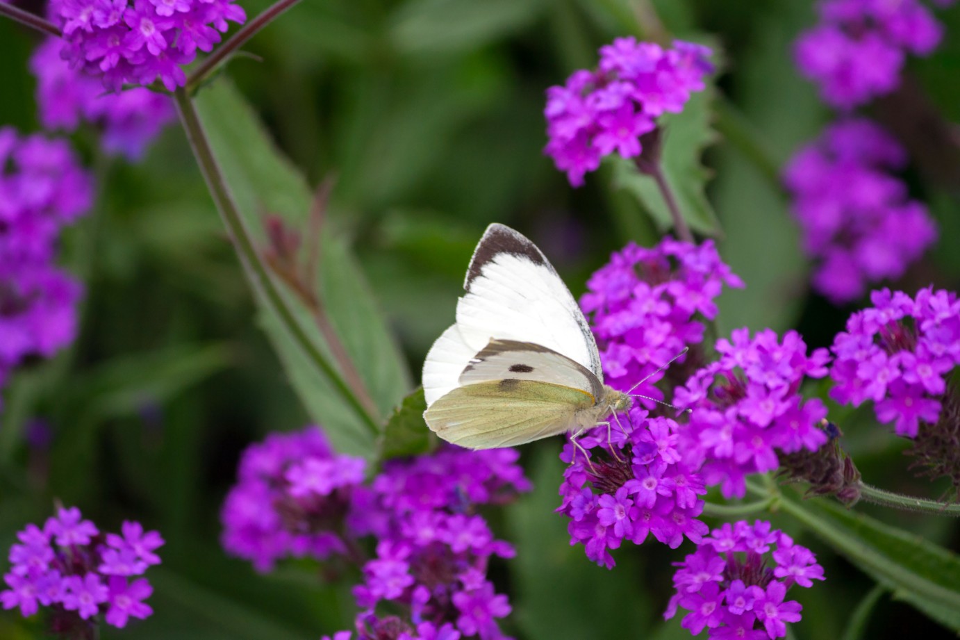 Werbena żyłkowana 'Dazzling Night' Motyli Krzew (Verbena rigida)  2.0L