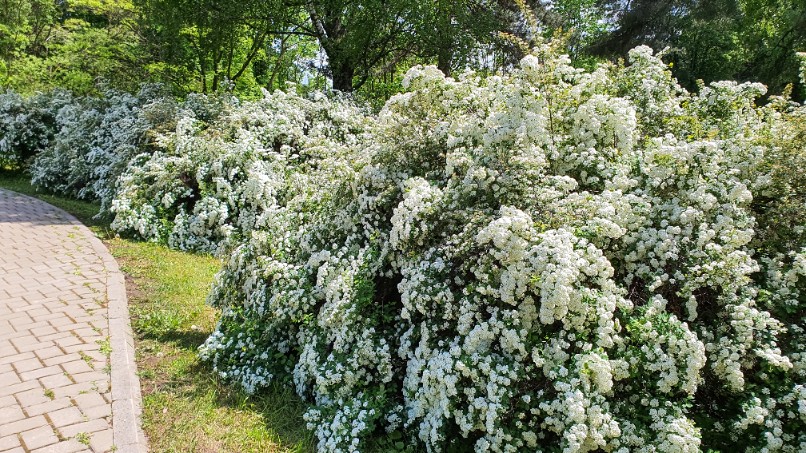 Tawuła nippońska 'Halward's Silver' (Spiraea nipponica') Doniczka 2.0L