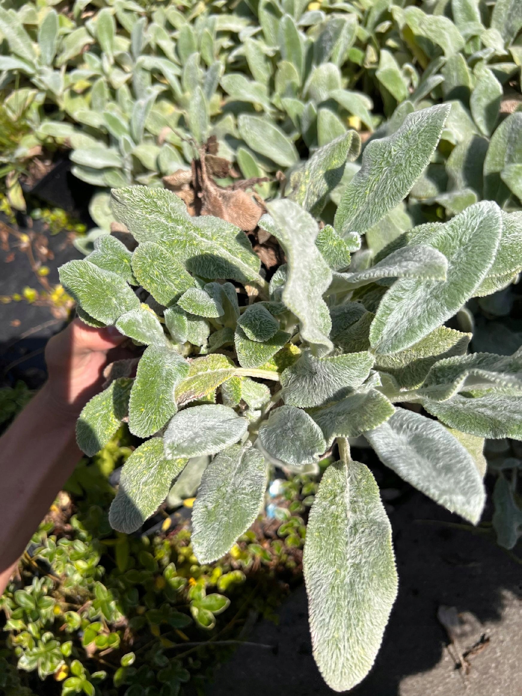 Czyściec wełnisty (Stachys byzantina) P13