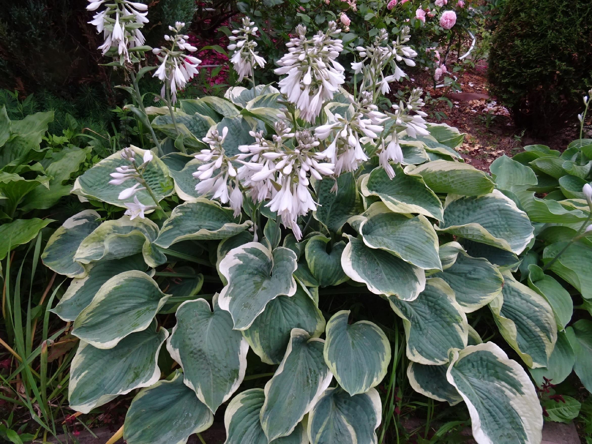 Funkia Hosta 'American Halo' W DONICZCE 2.0L, Pstra Dekoracyjna Duże liście