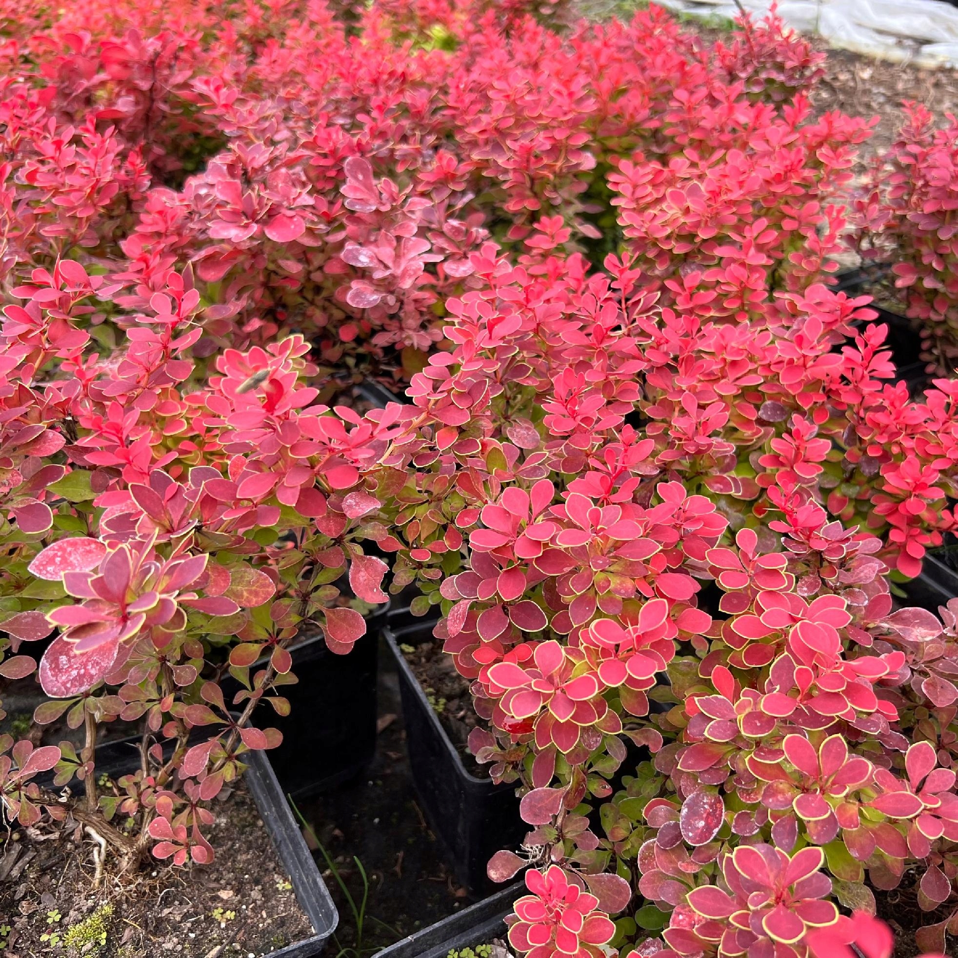 Berberys Thunberga 'Ruby Star' (Berberis thunbergii) Doniczka 2.0L