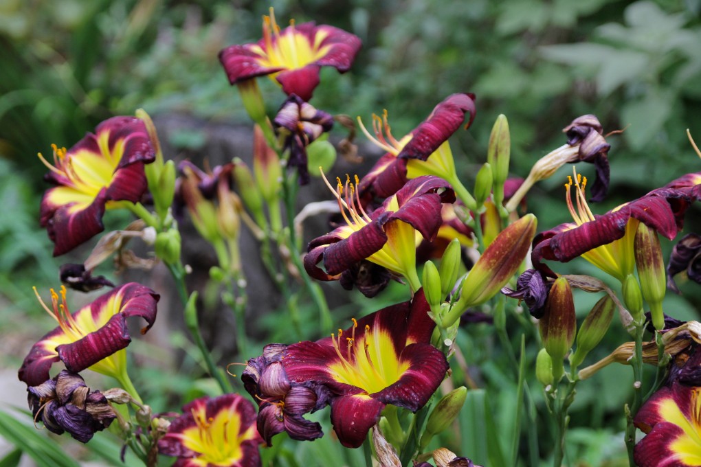 Liliowiec 'Royal Thornbird' Czerwony Żółty (Hemerocallis) Doniczka 2.0L
