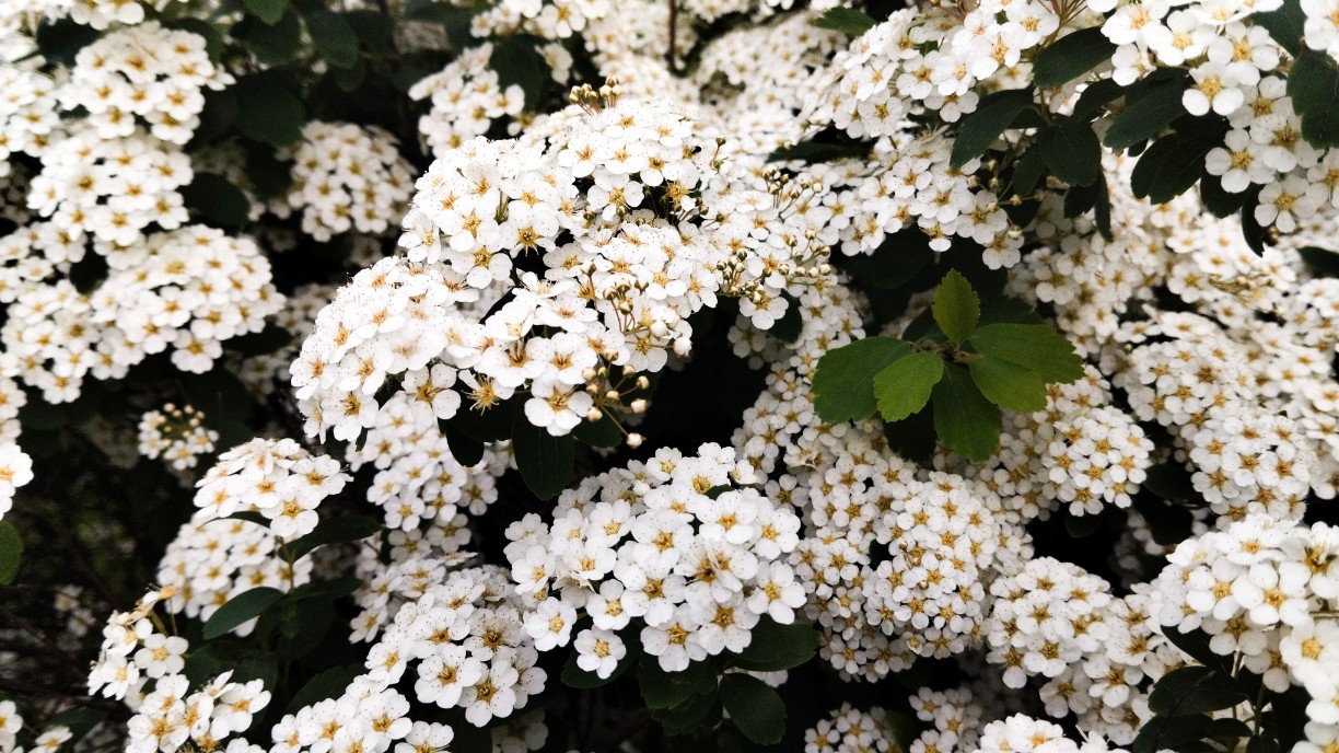 Tawuła nippońska 'Halward's Silver' (Spiraea nipponica') Doniczka 2.0L