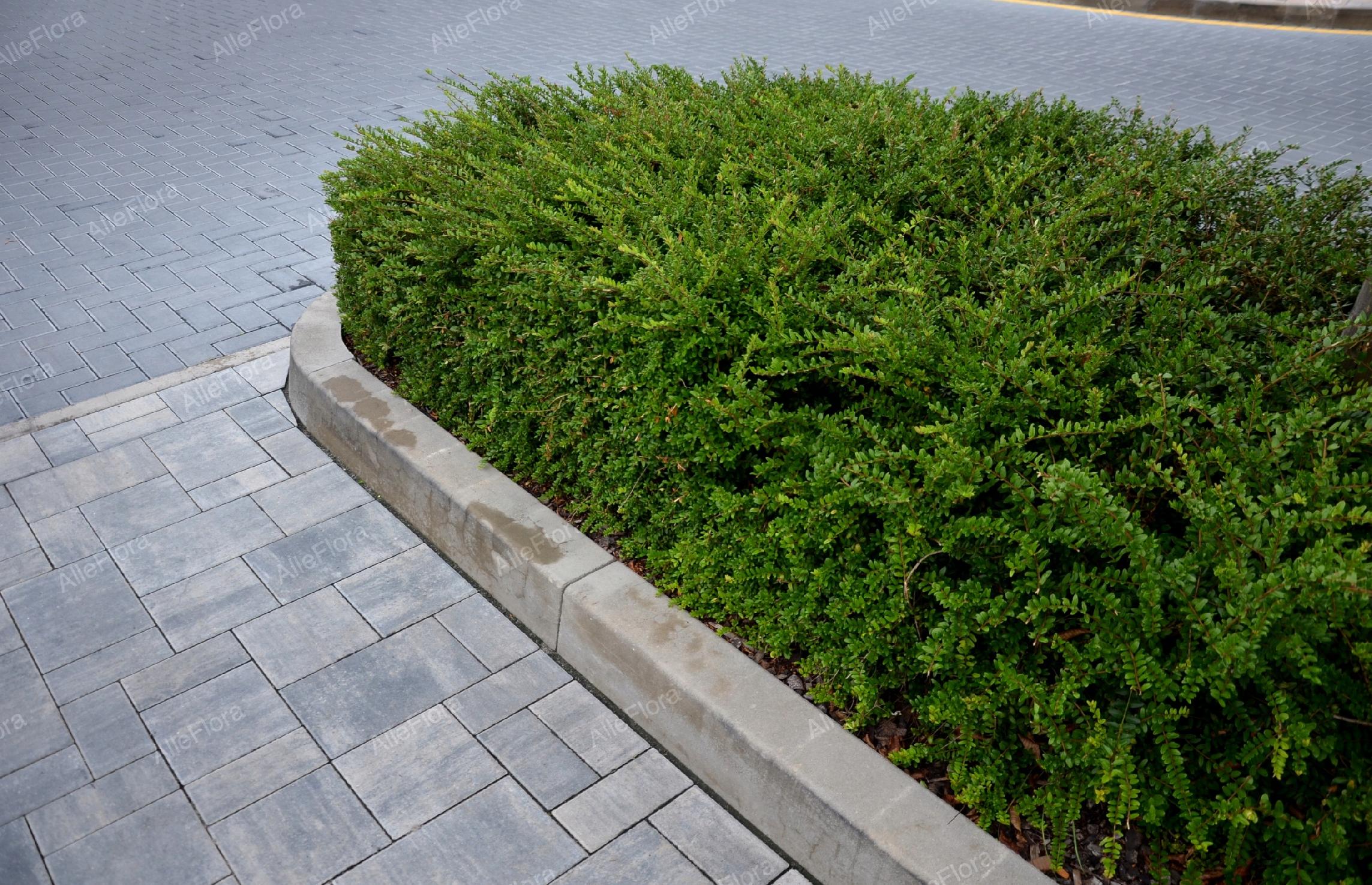 Suchodrzew chiński Duża sadzonka (Lonicera pileata) Doniczka 2.0L