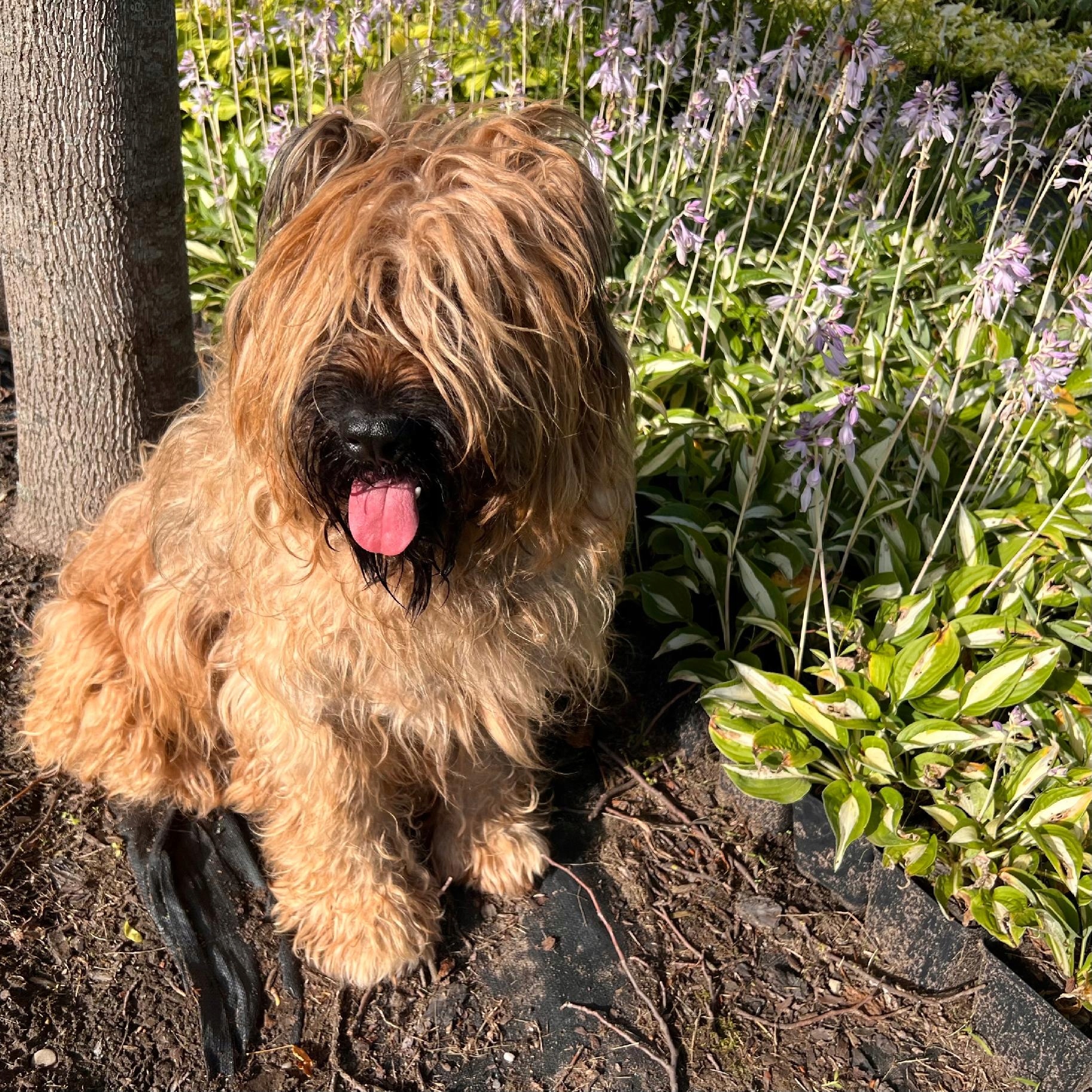 Funkia Hosta 'Risky Business' Doniczka 2.0L Biało zielone liście