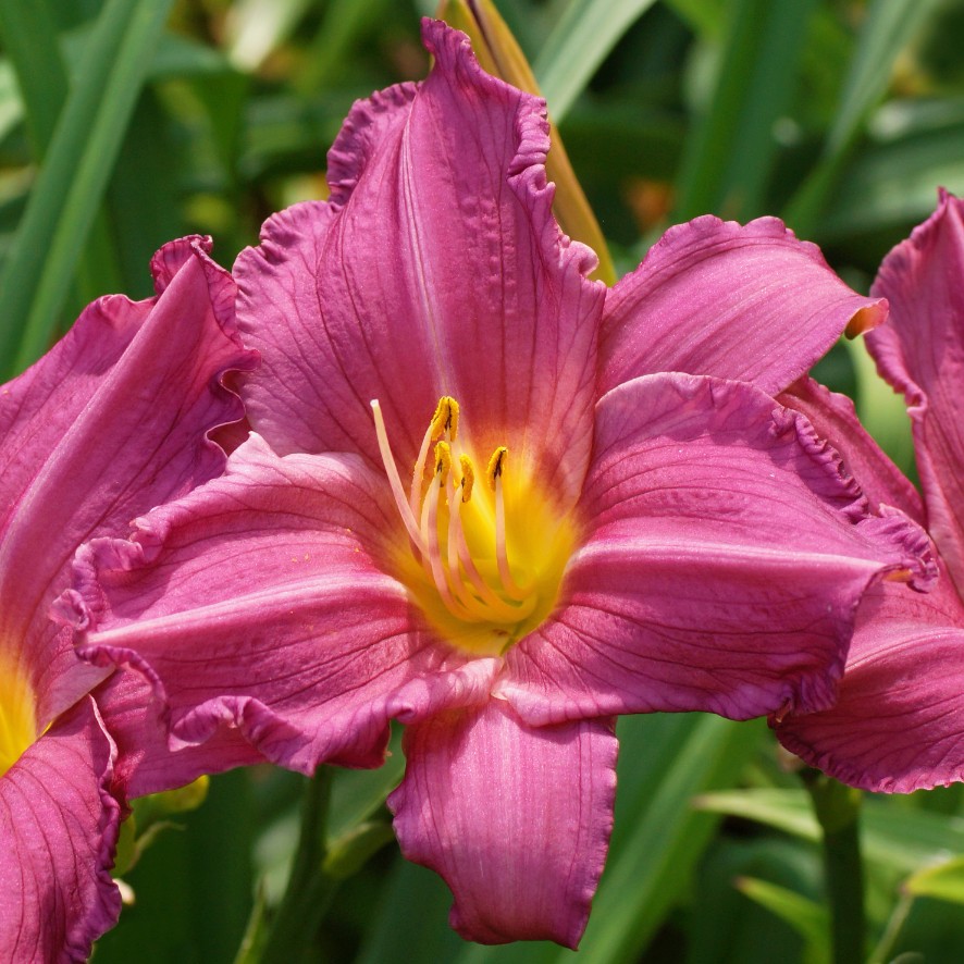 Liliowiec 'Summer Wine' Jasnoróżowy (Hemerocallis) Doniczka 2.0L
