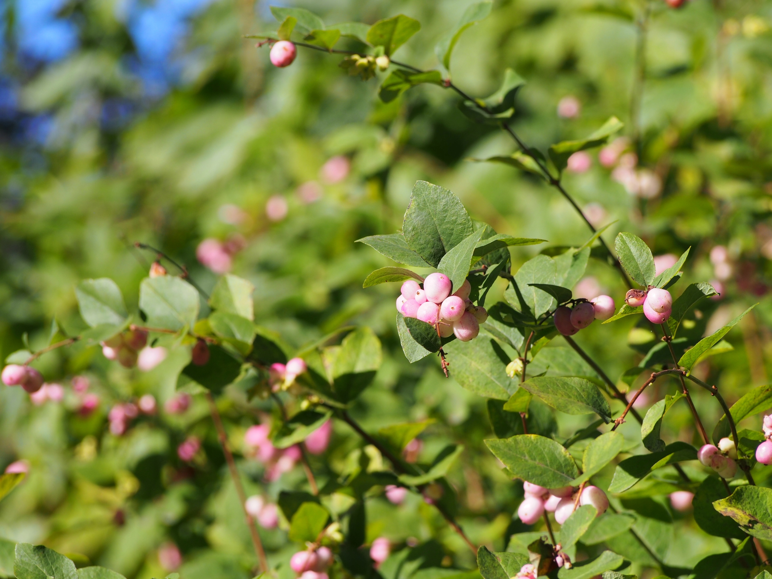 Śnieguliczka Chenaulta Żółta złota (Symphoricarpos ×chenaultii) Poj. 2.0L