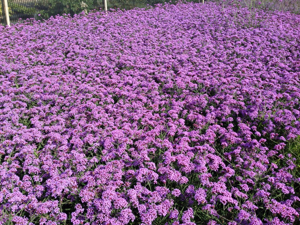 Werbena patagońska Motyli Krzew Duża Sadzonka (Verbena bonariensis) 2.0L