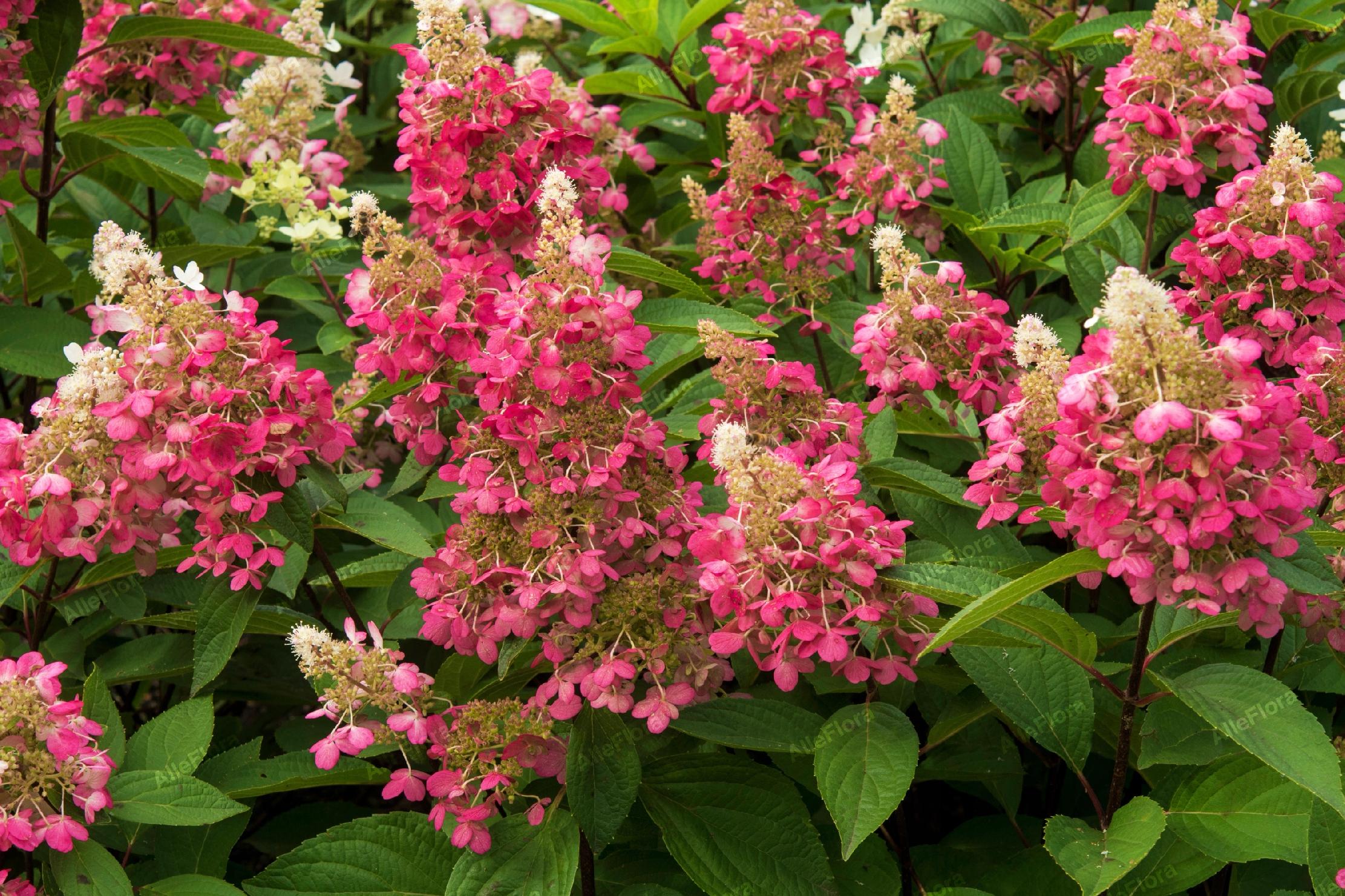 Hortensja bukietowa 'Candlelight' (Hydrangea paniculata) Doniczka 2.0L