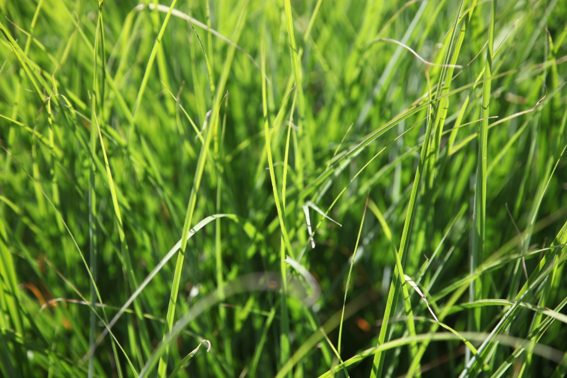 Trawa żubrówka (Hierochloe odorata) Turówka Wonna Sadzonka Doniczka 2.0L