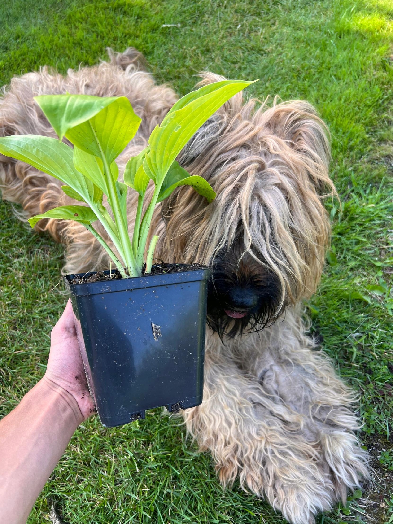 Funkia 'Stained Glass' (Hosta) Jasne liście Doniczka 2.5L