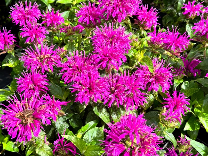 Pysznogłówka ogrodowa różowa 'Balmy Lilac' (Monarda didyma) Doniczka 1.0L