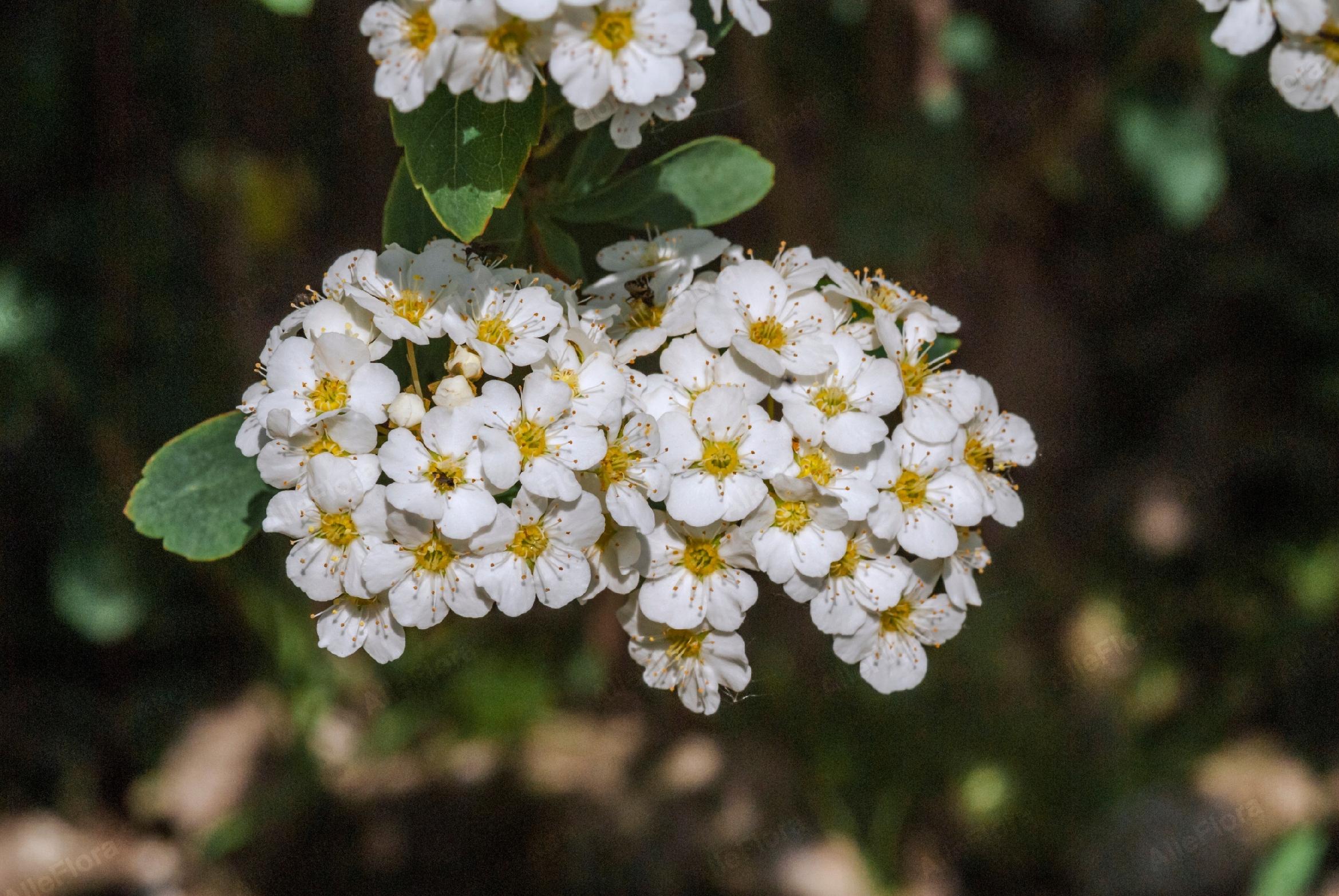 Tawuła nippońska 'White Carpet' (Spiraea nipponica) Doniczka 2.0L