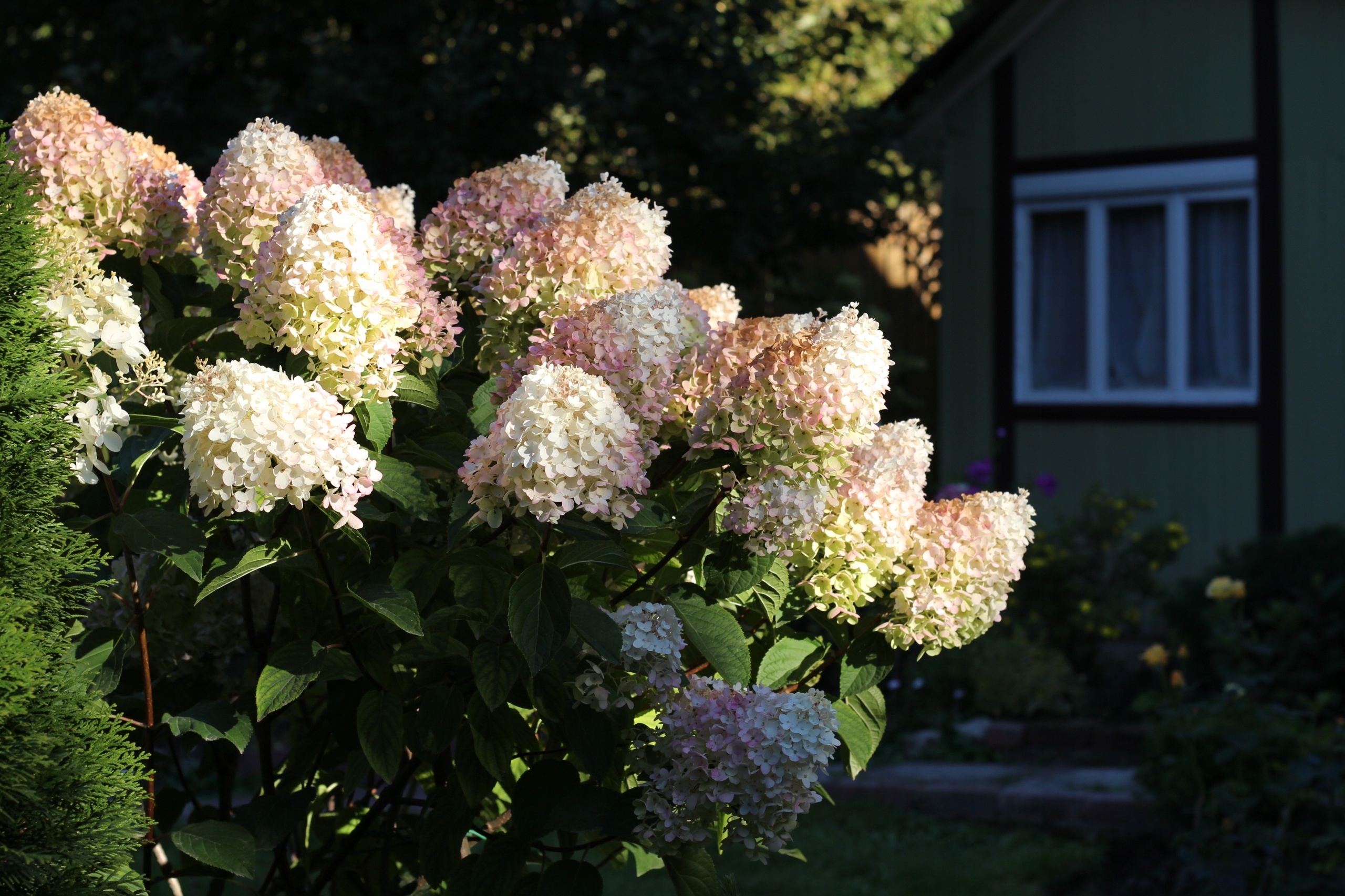 Hortensja bukietowa 'Grandiflora' (Hydrangea paniculata) Doniczka 2.0L