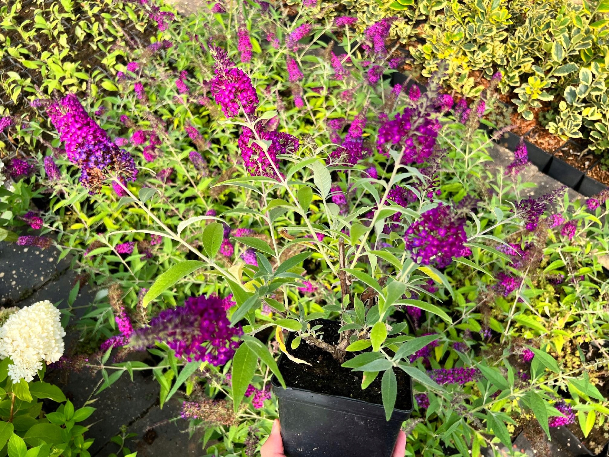 Budleja Dawida 'Magenta Munchkin' (Buddleja davidii) Doniczka 2.0L