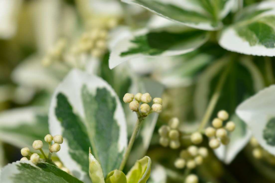 Trzmielina Fortune'a 'Emerald Gaiety' Zimozielona Biała (Euonymus fortunei)