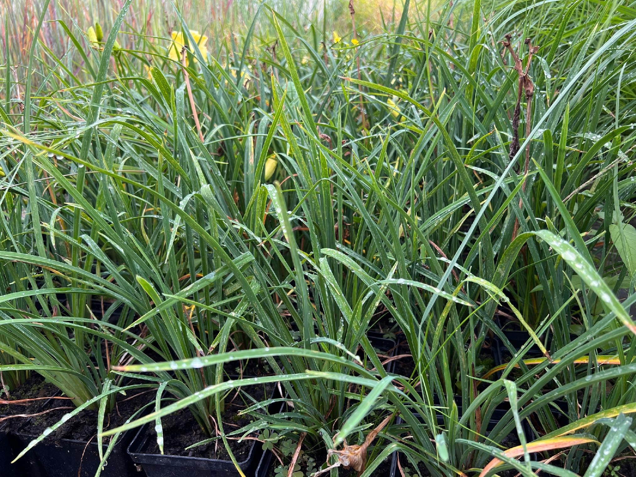 Liliowiec 'Fragrant Reflection' (Hemerocallis) P13