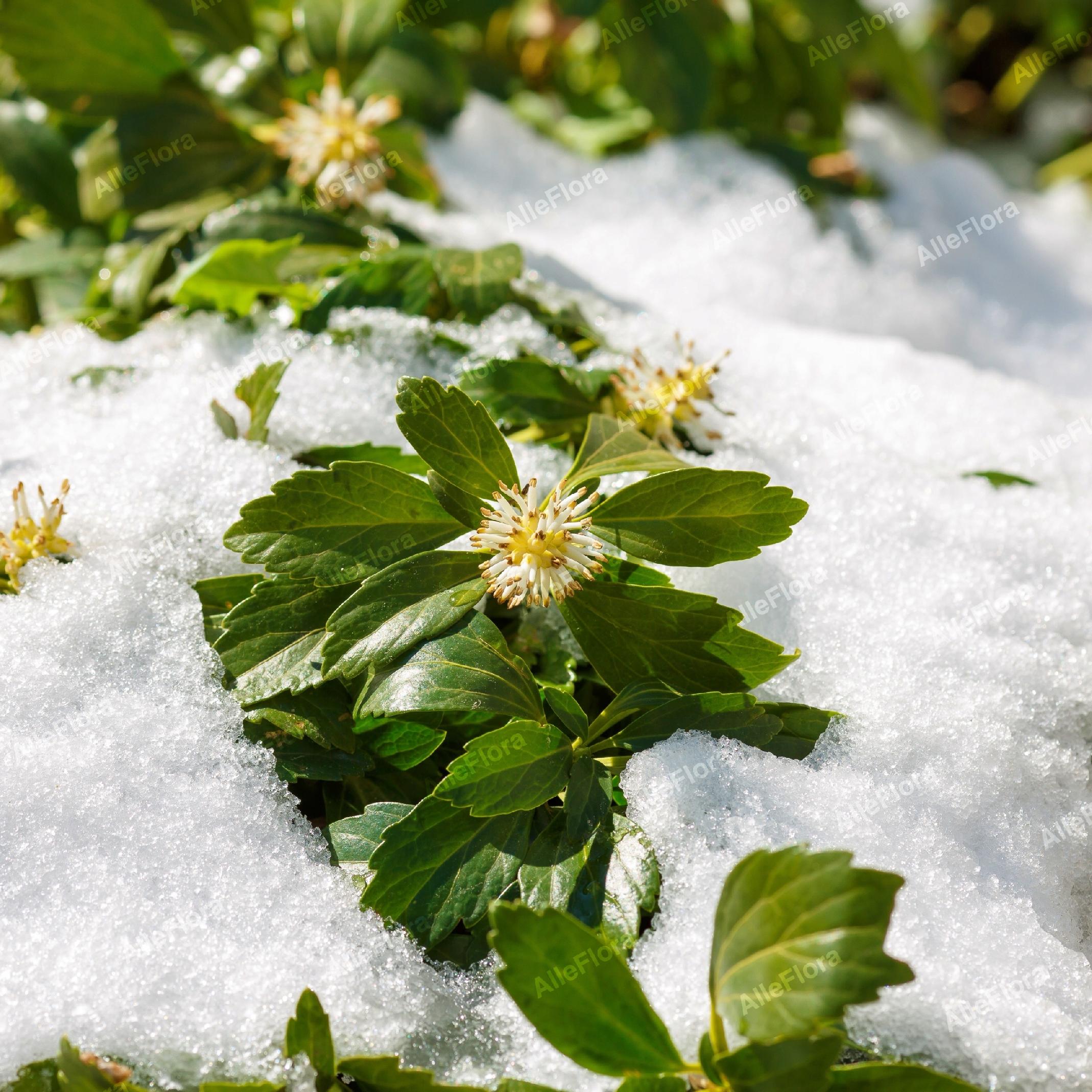 Runianka japońska 'Green Carpet' (Pachysandra terminalis) Doniczka 1.0L