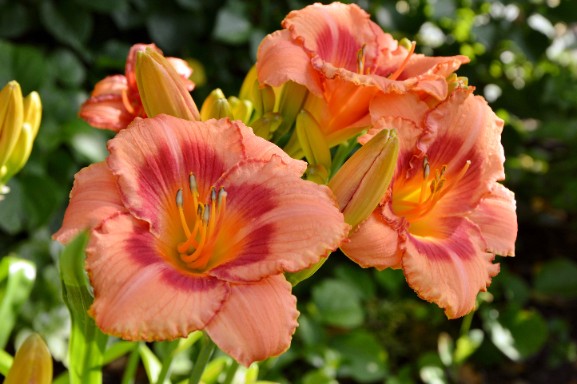 Liliowiec 'Strawberry Candy' Jasno-Różowy (Hemerocallis) Doniczka 2.0L
