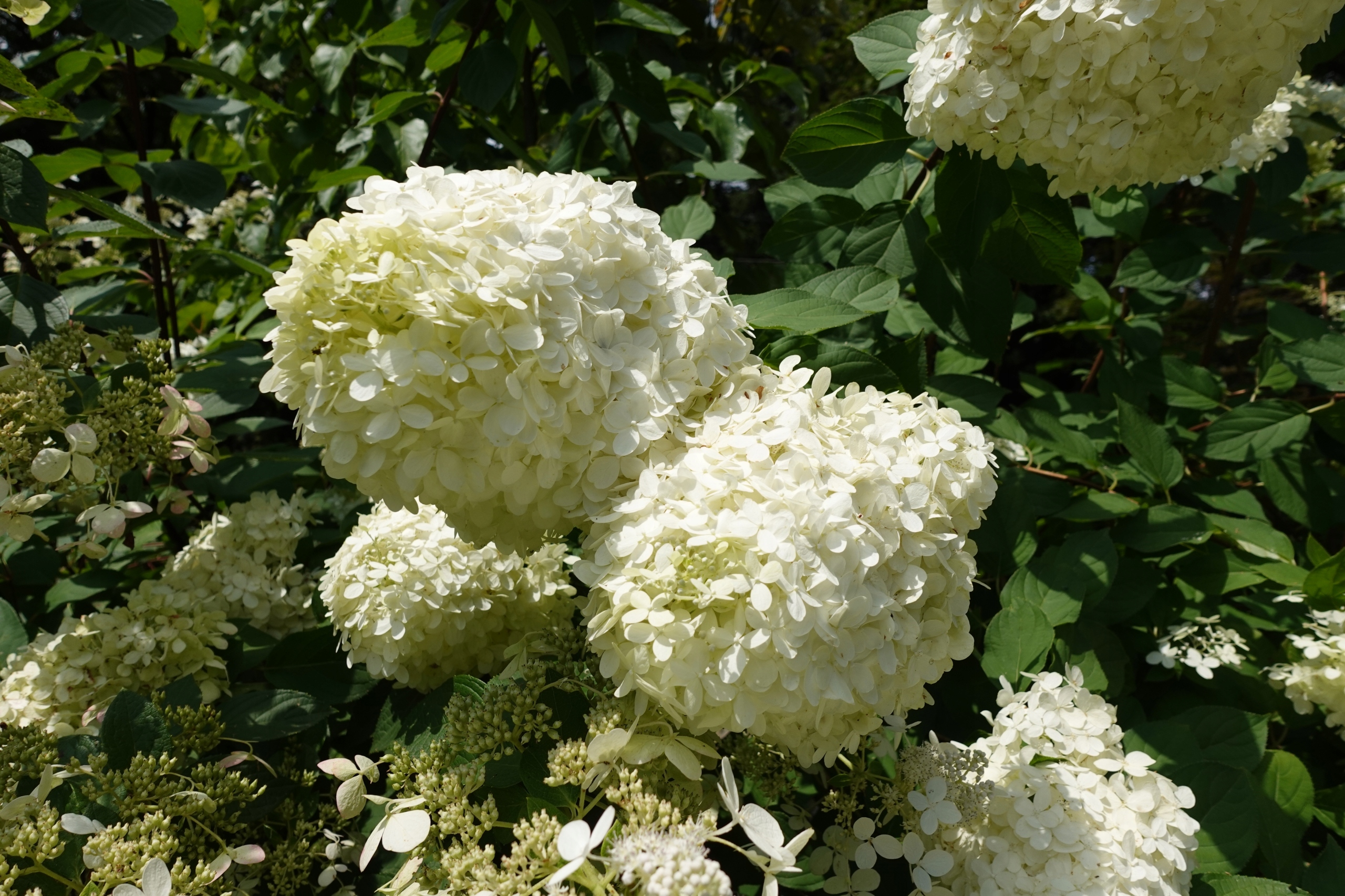 Hortensja bukietowa 'Grandiflora' (Hydrangea paniculata) Doniczka 2.0L