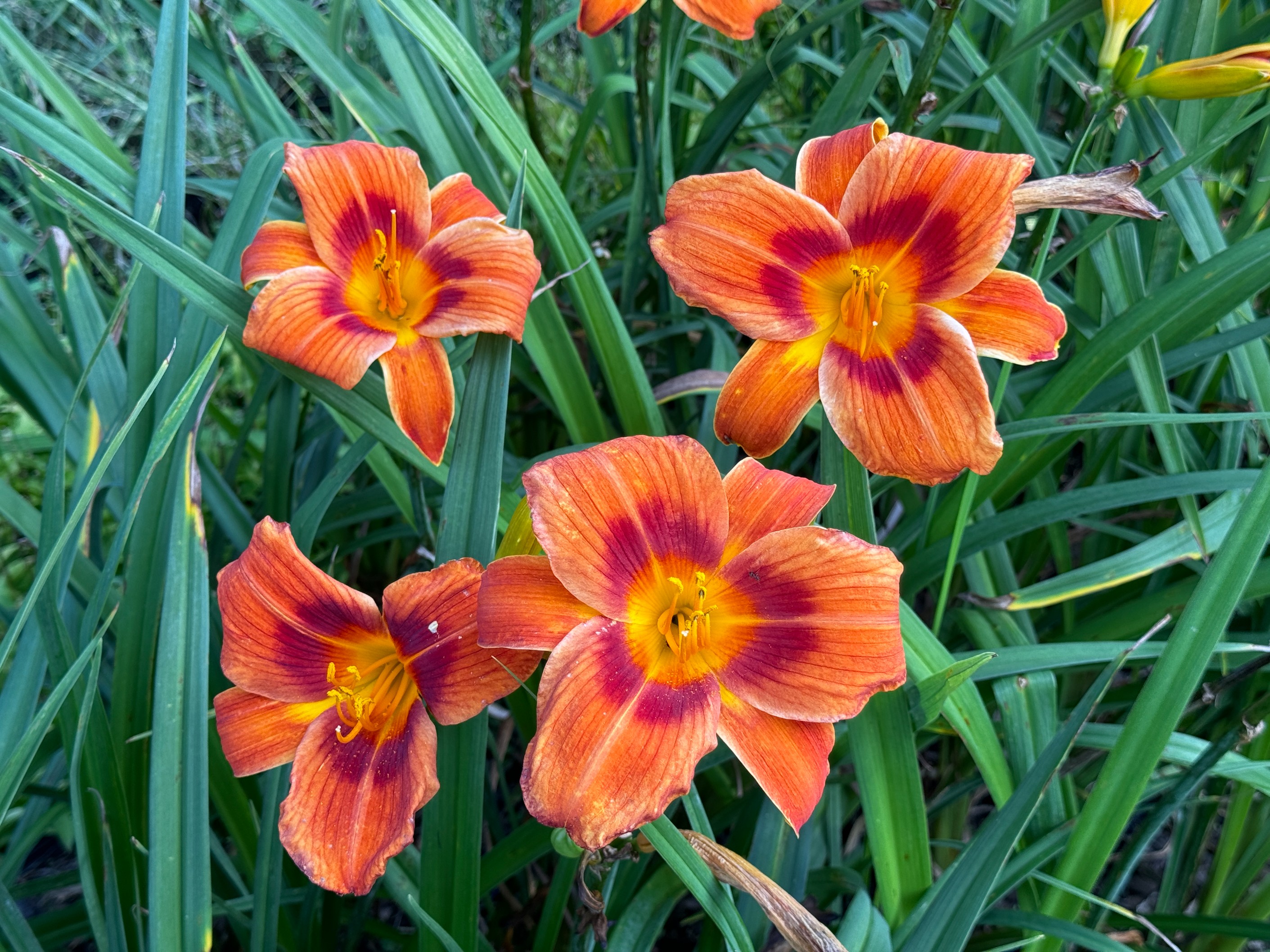 Liliowiec 'Rocket City' Pomarańczowy Czerwony (Hemerocallis) Doniczka 2.0L