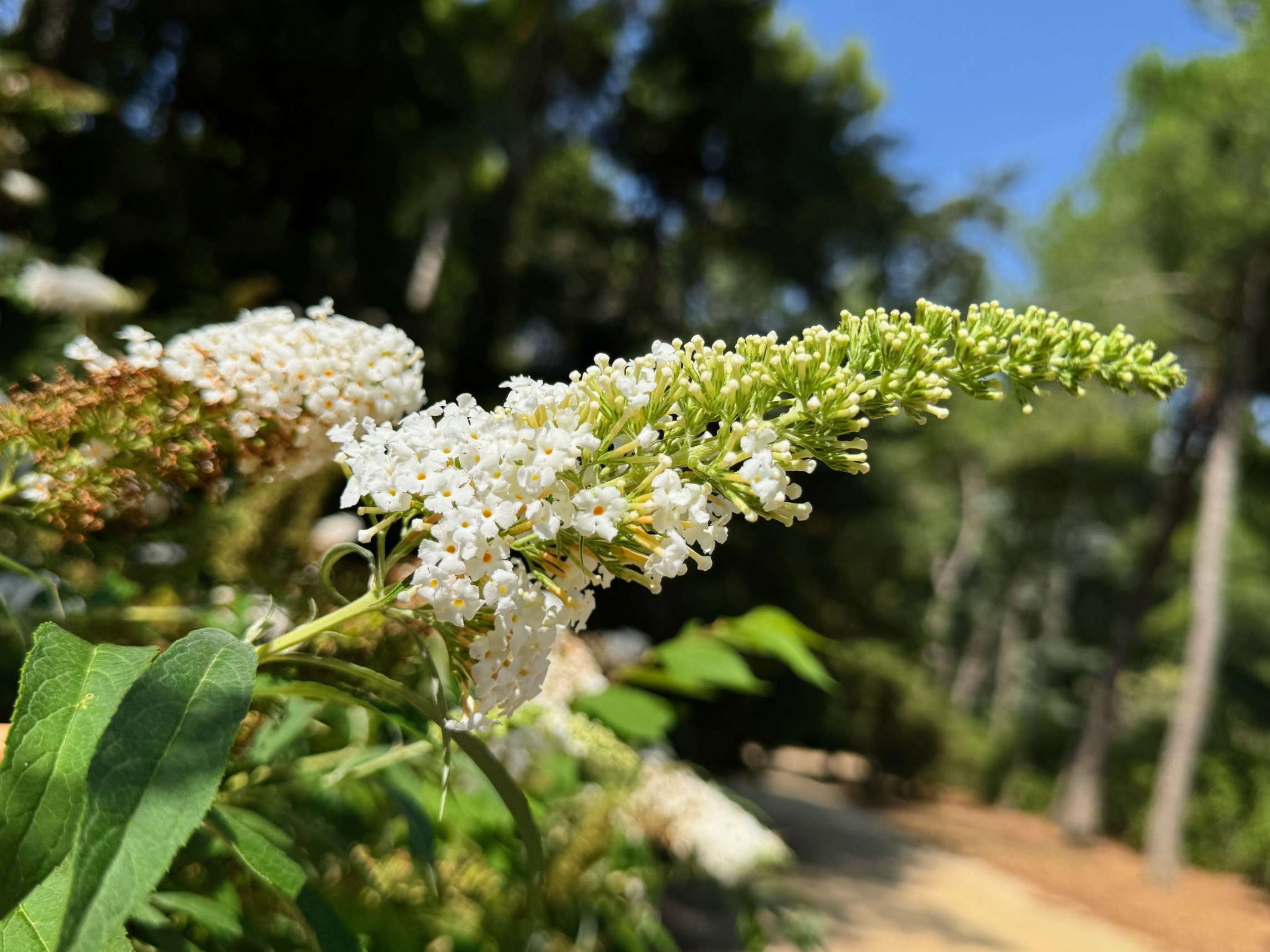 Budleja Dawida 'White Profusion' Biała (Buddleja davidii) Doniczka 5.0L