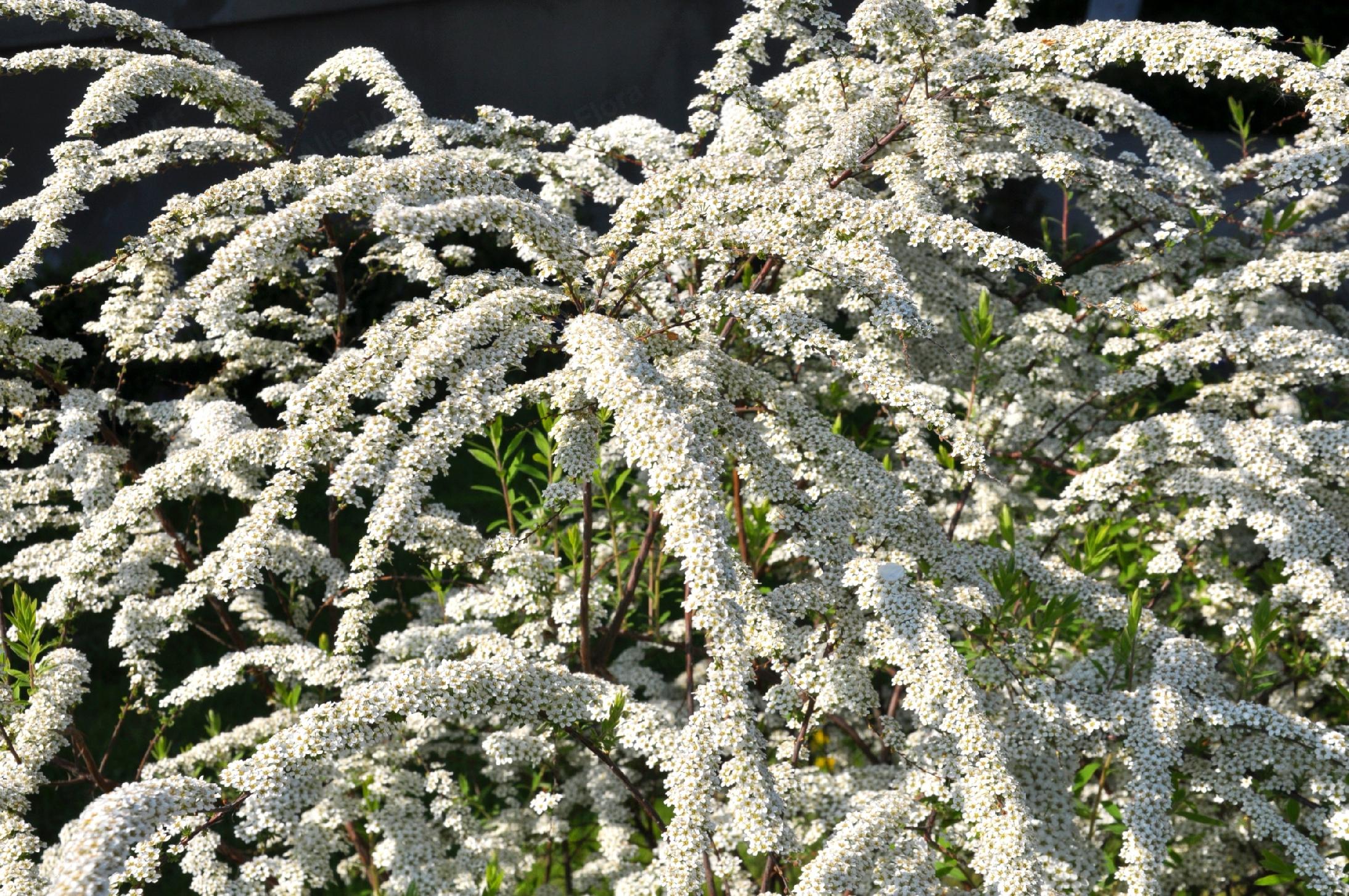 Tawuła nippońska 'White Carpet' (Spiraea nipponica) Doniczka 2.0L