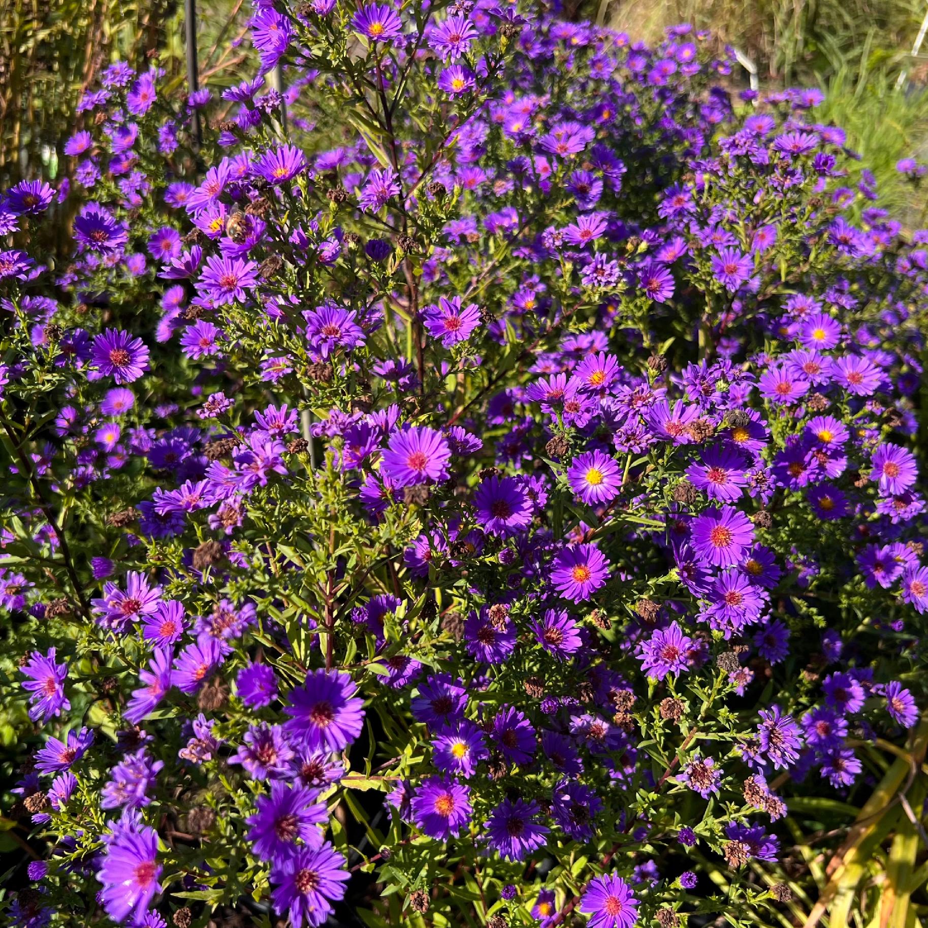 Aster nowobelgijski 'Believer Purple' Fioletowy Michałek Marcinek 1.0L