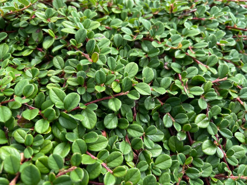 Irga płożąca 'Queen of Carpet' (Cotoneaster procumbens) Doniczka 1.0L