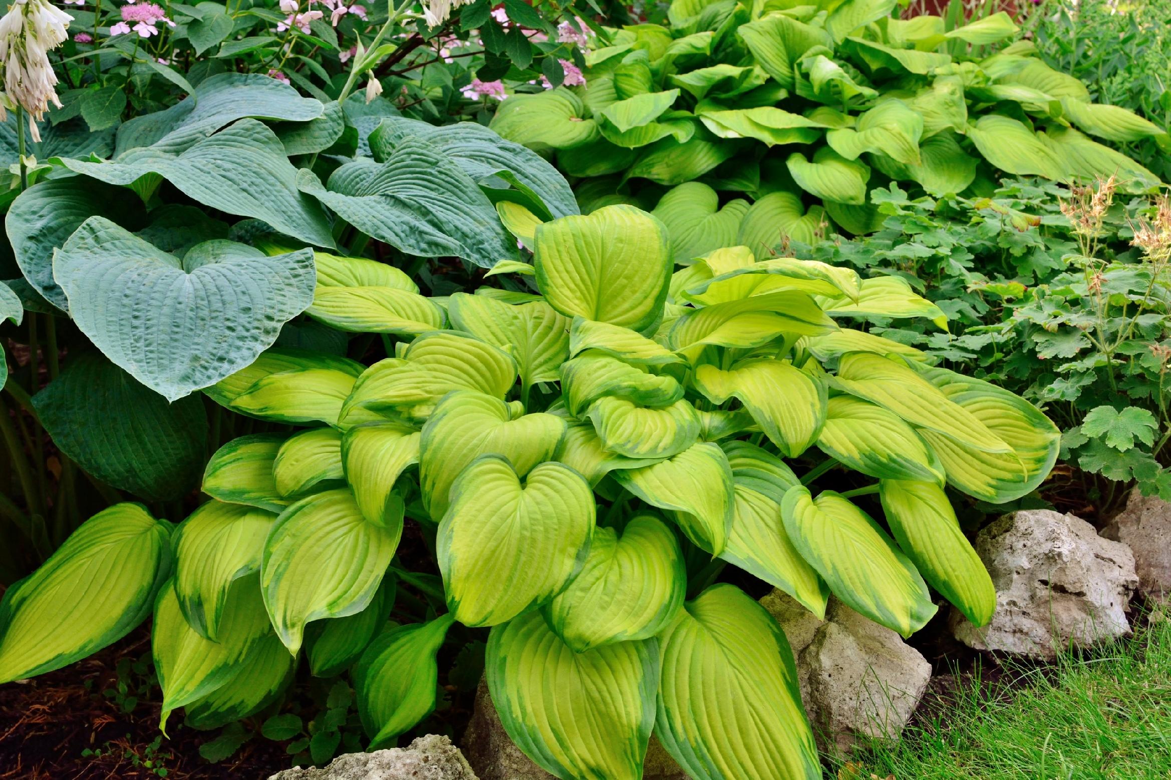 Funkia 'Stained Glass' (Hosta) Jasne liście Doniczka 2.5L