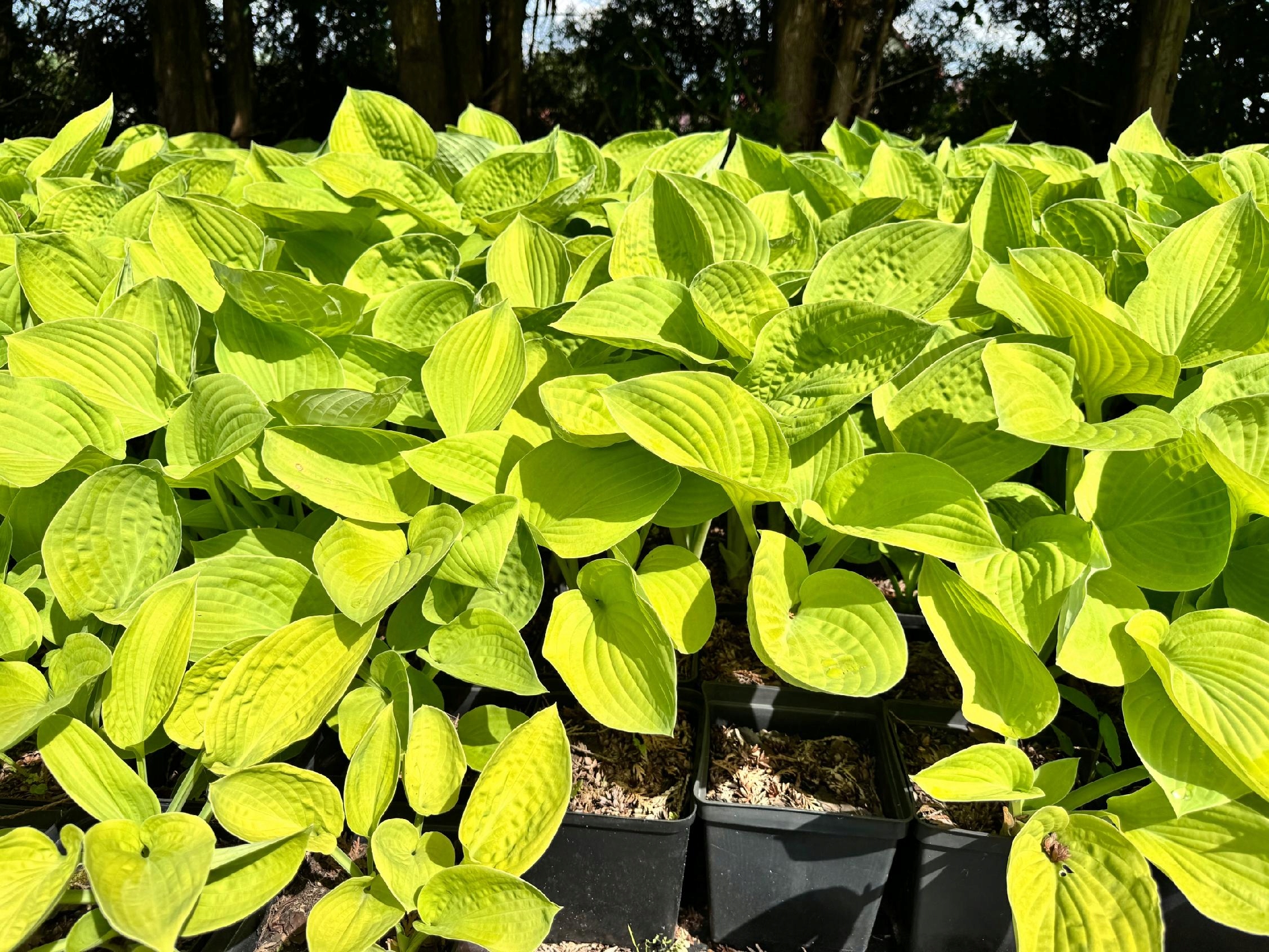 Funkia Hosta 'August Moon' W DONICZCE 2.5L, OGROMNE ŻÓŁTE LIŚCIE