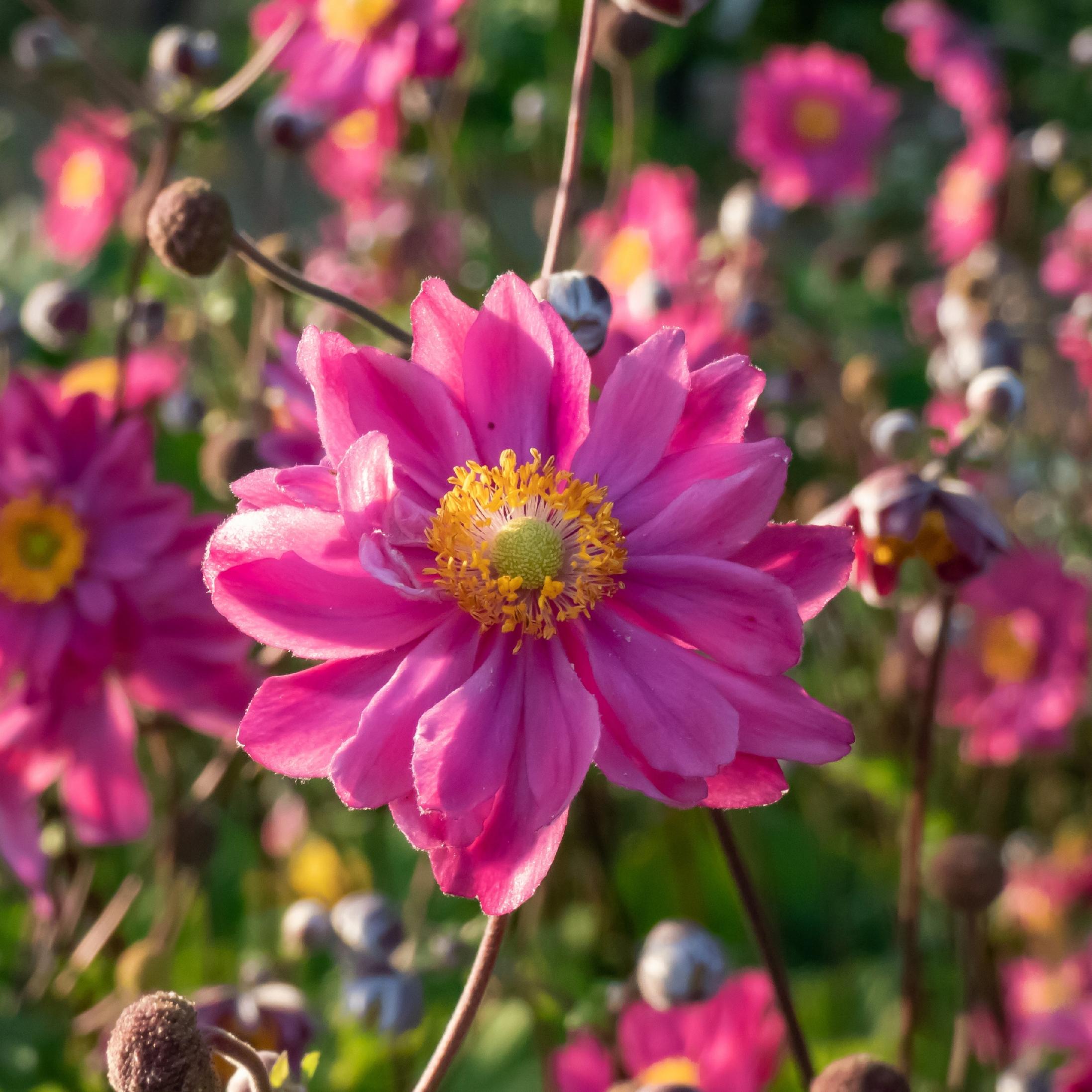 Zawilec japoński 'Prinz Heinrich' (Anemone hupehensis) Duża sadzonka 2.0L