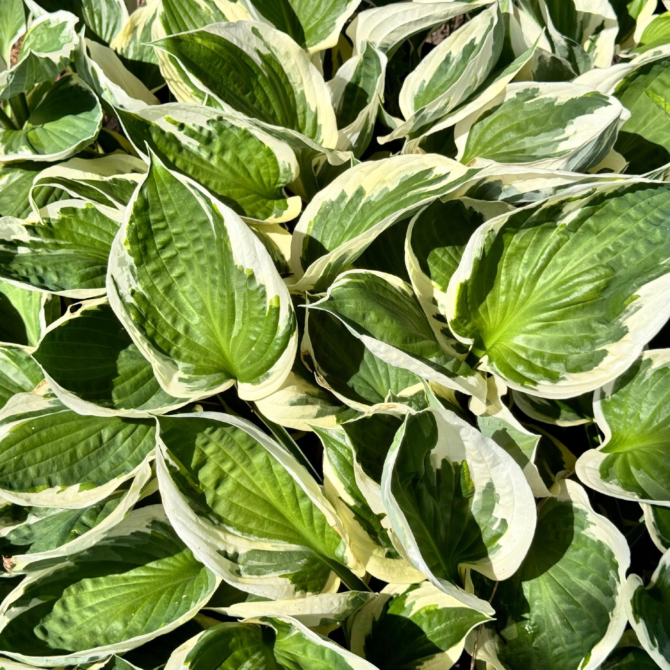 Funkia Hosta 'Minuteman' W DONICZCE, BIAŁO ZIELONE LIŚCIE Dekoracyjna