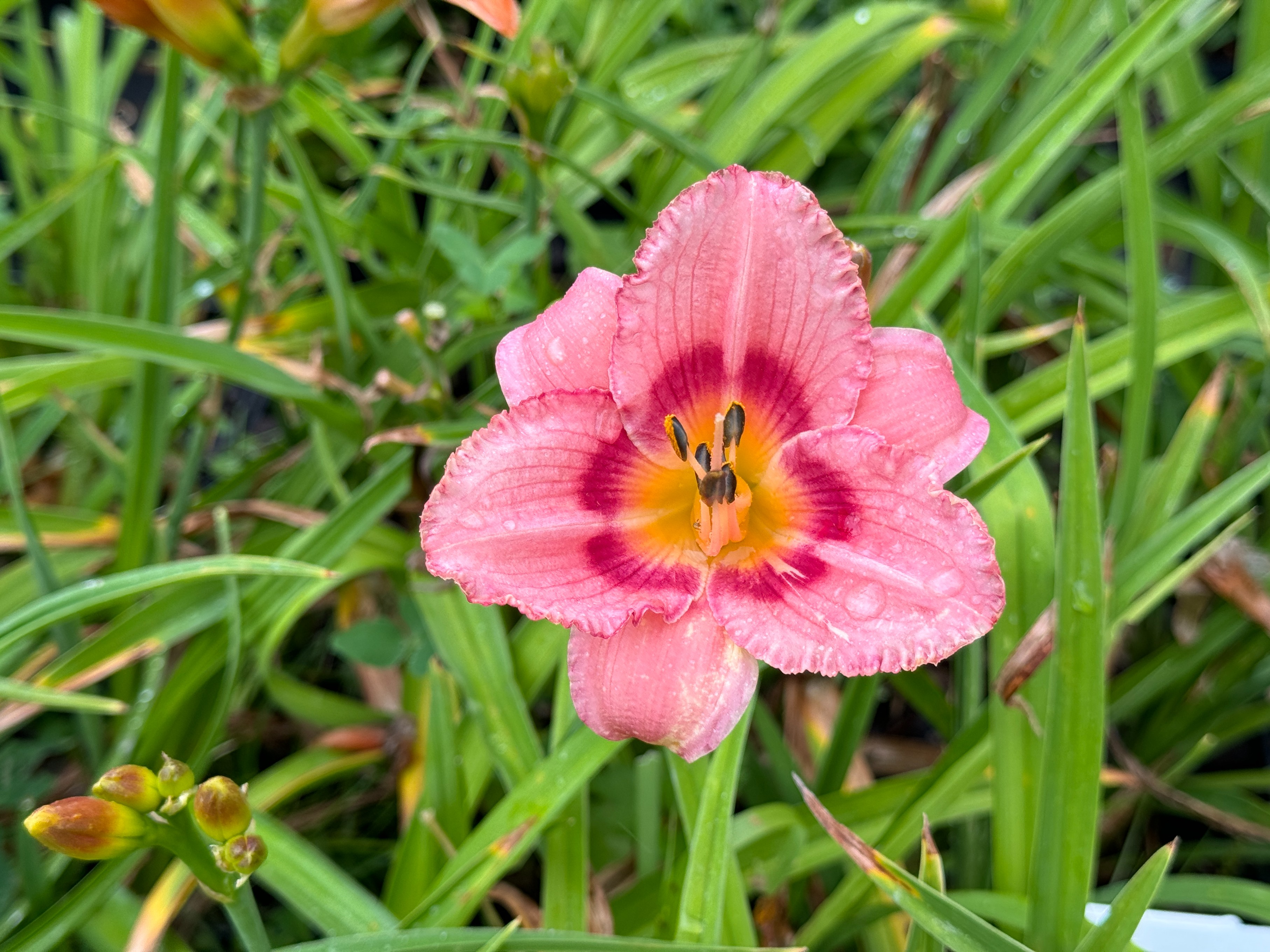 Liliowiec 'Strawberry Candy' Jasno-Różowy (Hemerocallis) Doniczka 2.0L
