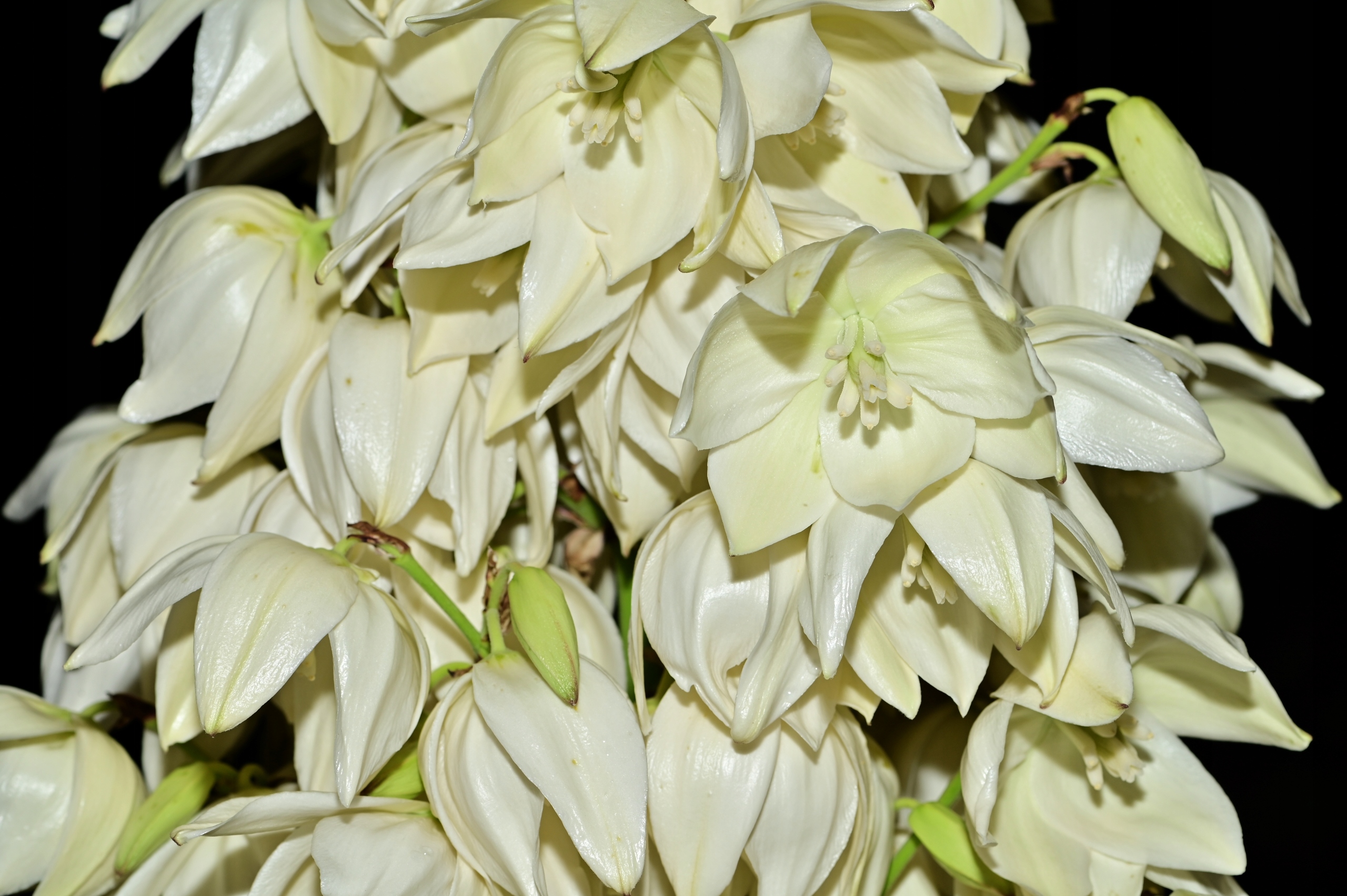 Juka karolińska ogrodowa (Yucca filamentosa) Doniczka 5L Jukka Yuca