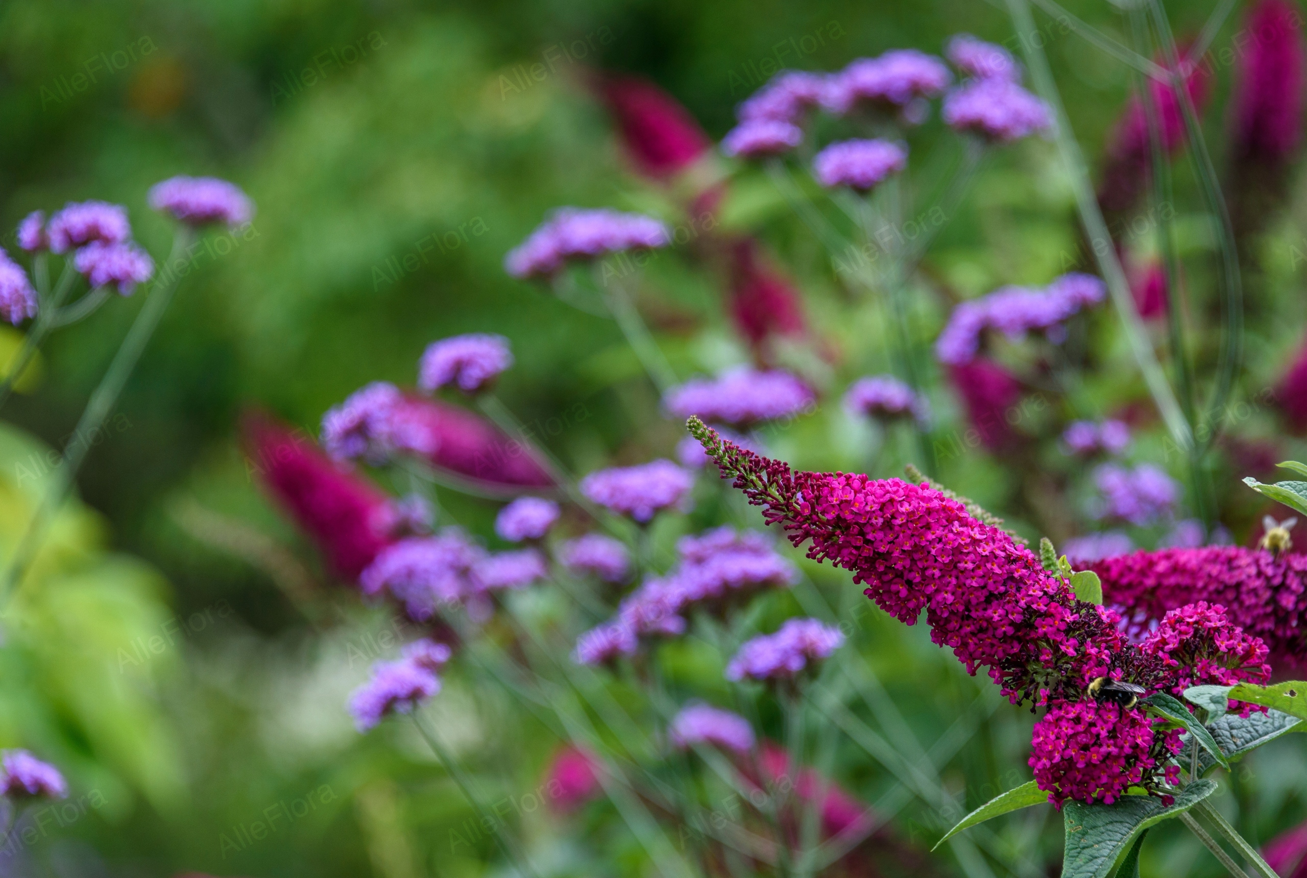 Budleja Dawida 'Royal Red' (Buddleja davidii) Doniczka 2.0L