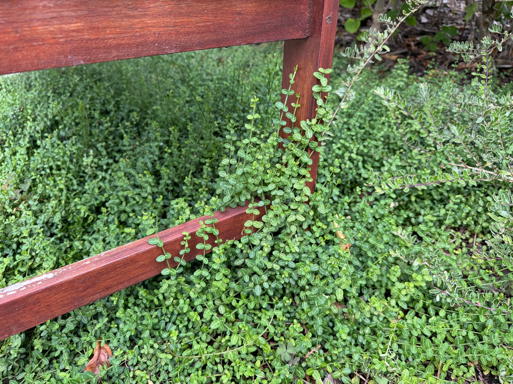 Trzmielina Fortune'a 'Minimus' Miniaturowa Zimozielona (Euonymus fortunei)