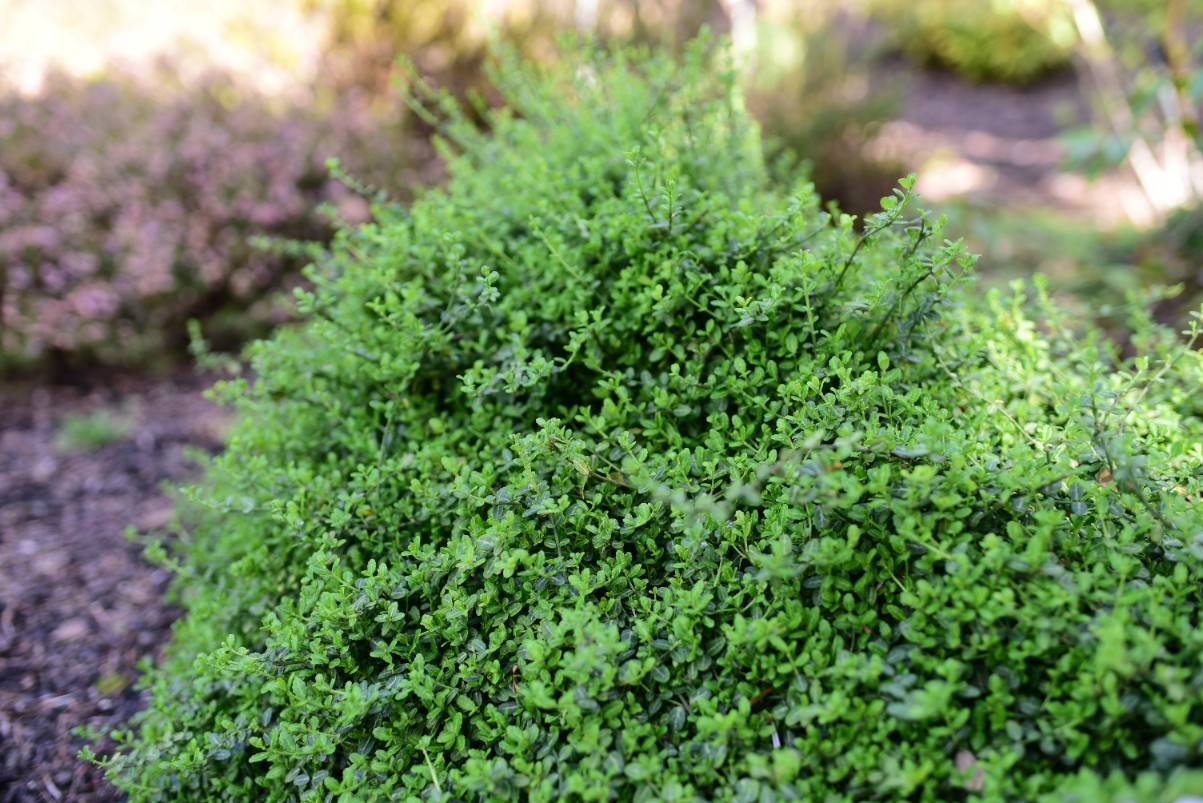 Trzmielina Fortune'a 'Minimus' Miniaturowa Zimozielona (Euonymus fortunei)