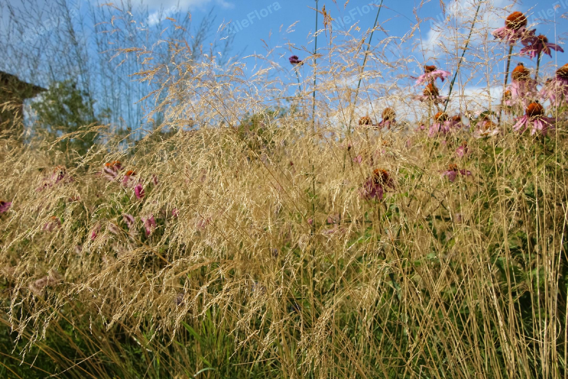 Trzęślica trzcinowata 'Fontane' (Molinia arundinacea) Doniczka 2.5L