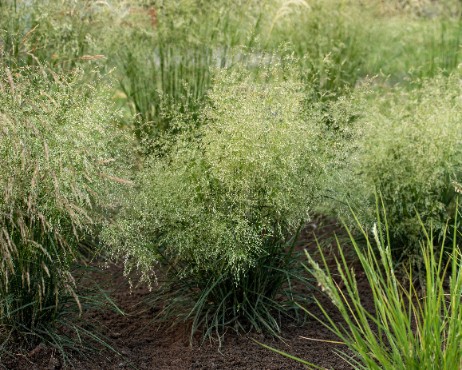 Śmiałek darniowy 'Palava' Rabata Skalniak (Deschampsia caespitosa)  1.0L
