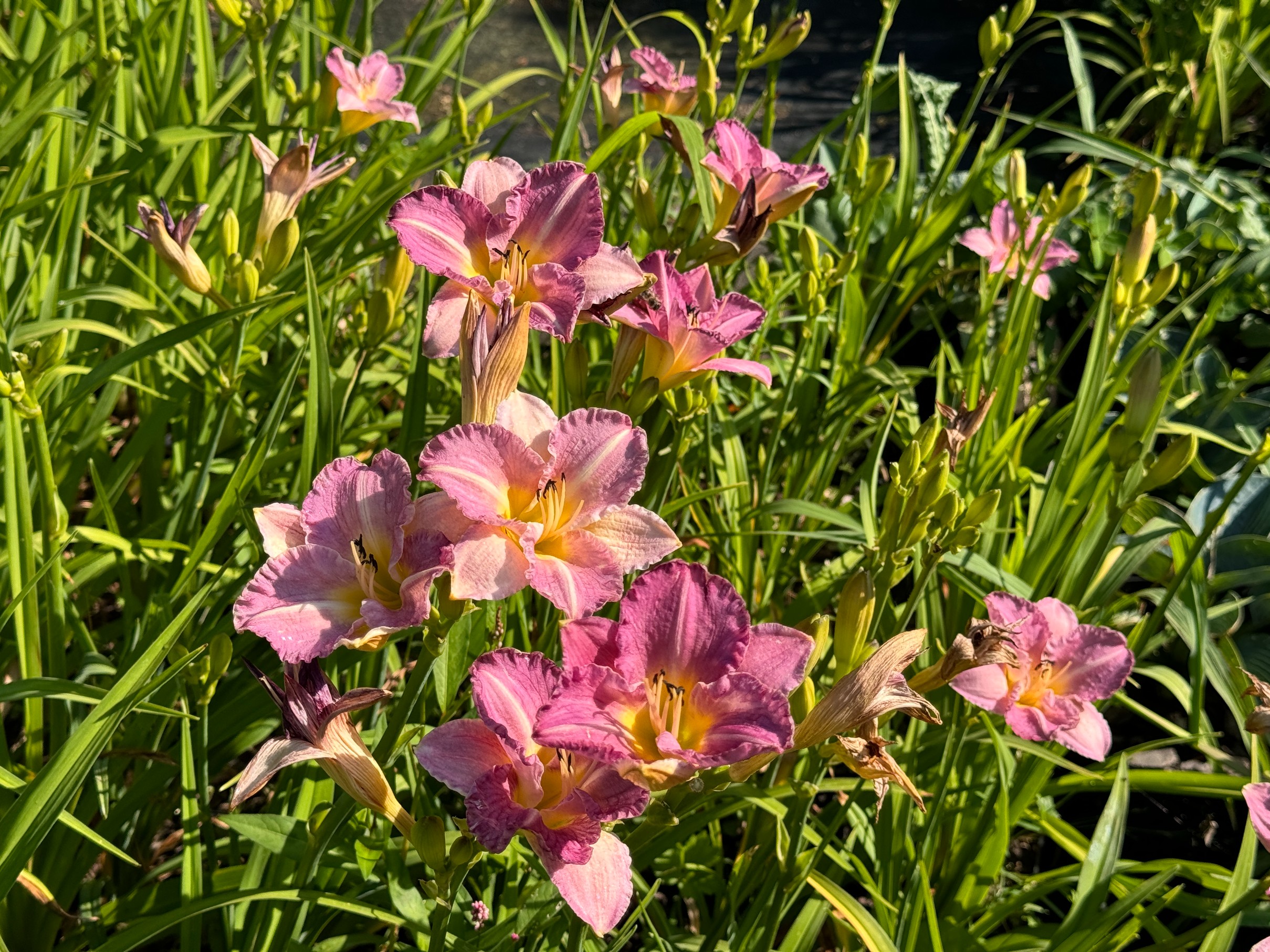 Liliowiec 'Entrapment' Różowy Żółty (Hemerocallis) Doniczka 2.0L
