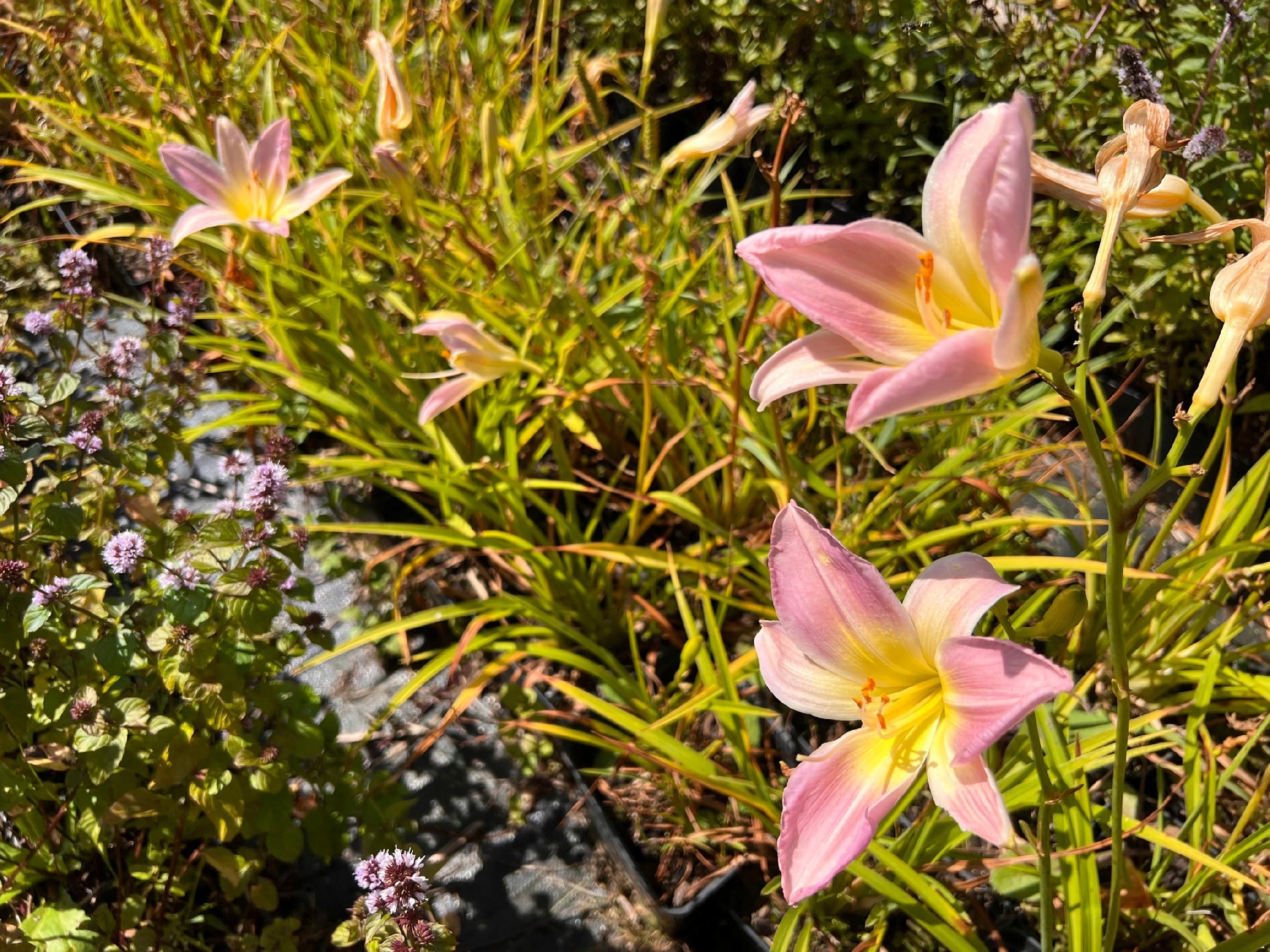 Liliowiec 'Hall's Pink' (Hemerocallis) P13