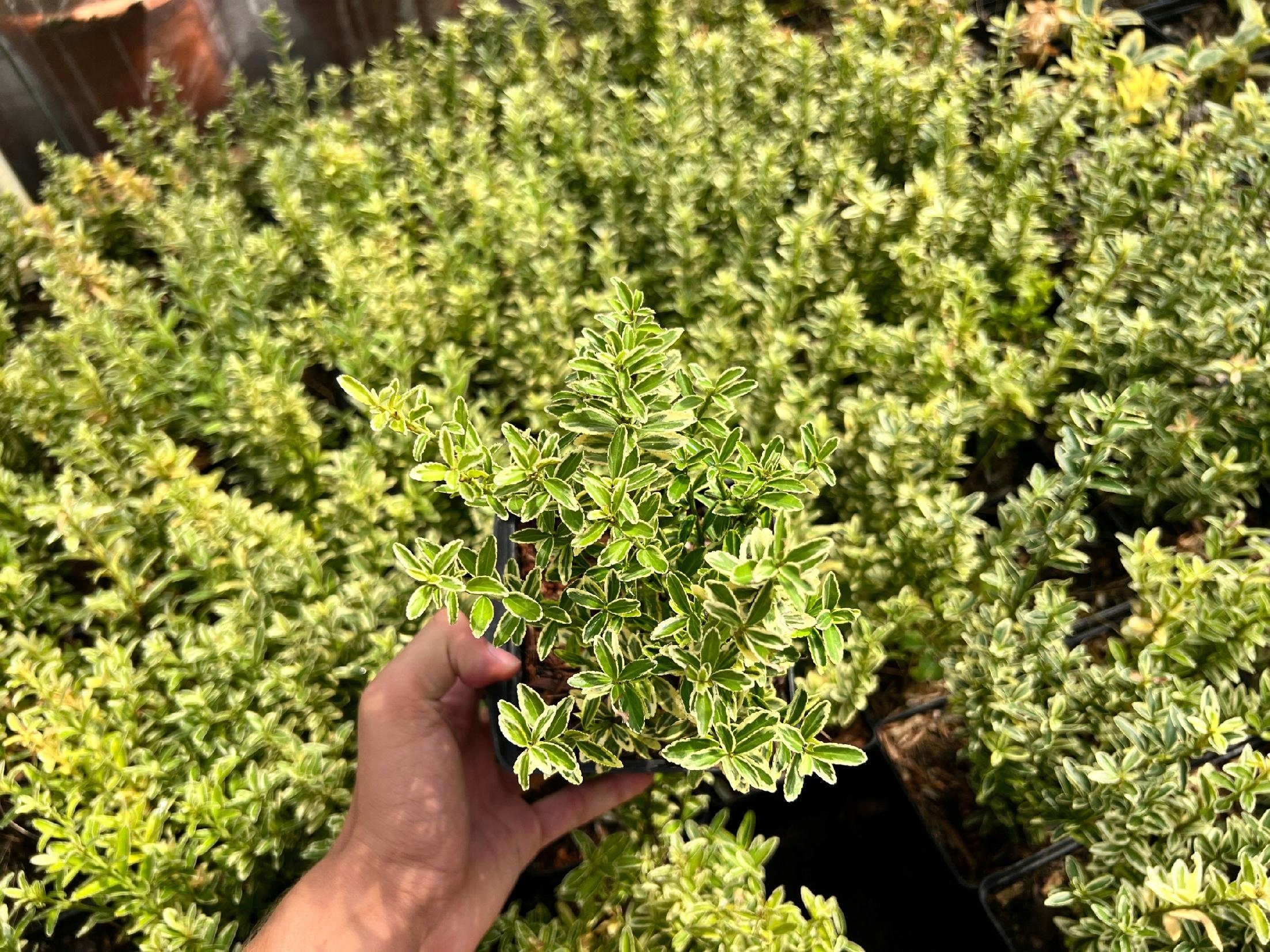 Trzmielina japońska 'Microphyllus Aureovariegatus' (Euonymus fortunei) 1.0L